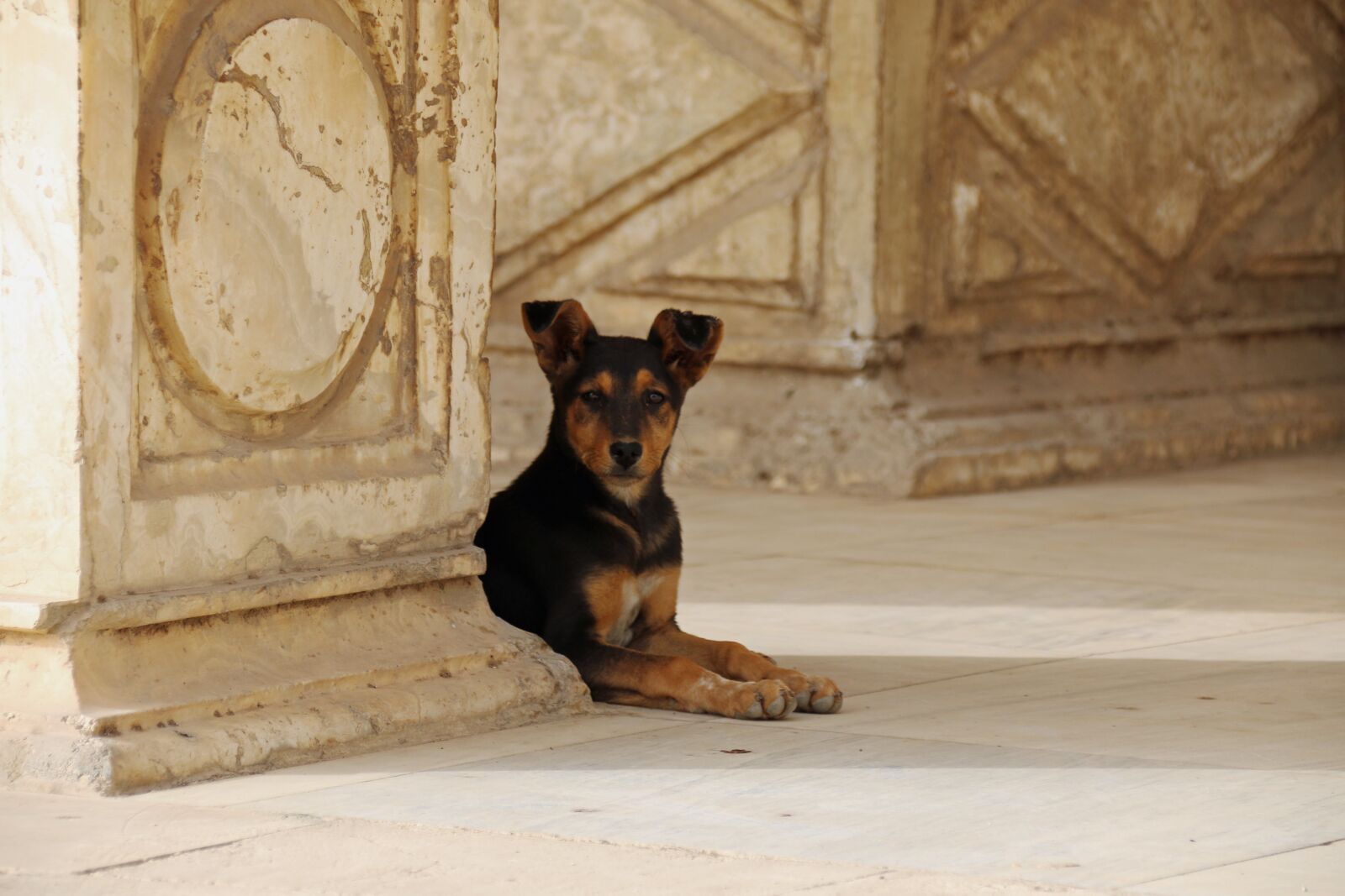 Canon EOS 70D sample photo. Animal, dogs, summer photography