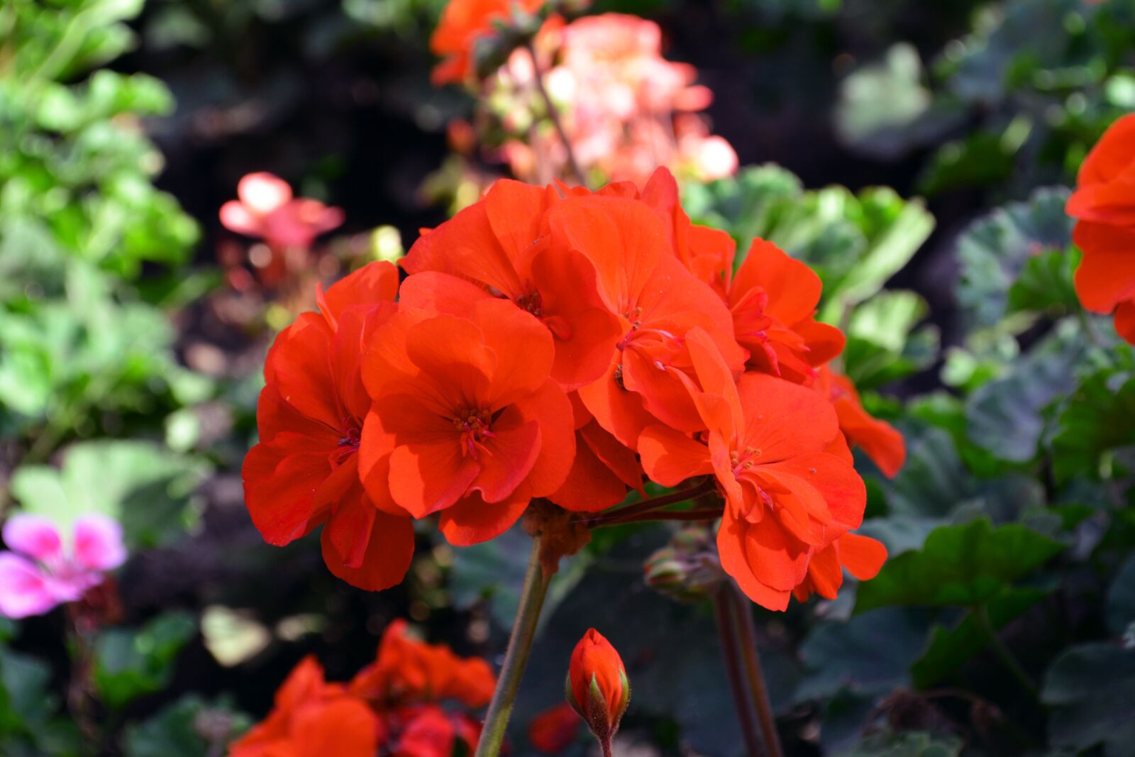 Nikon D5200 sample photo. Pelargonium, flower bed, holiday photography