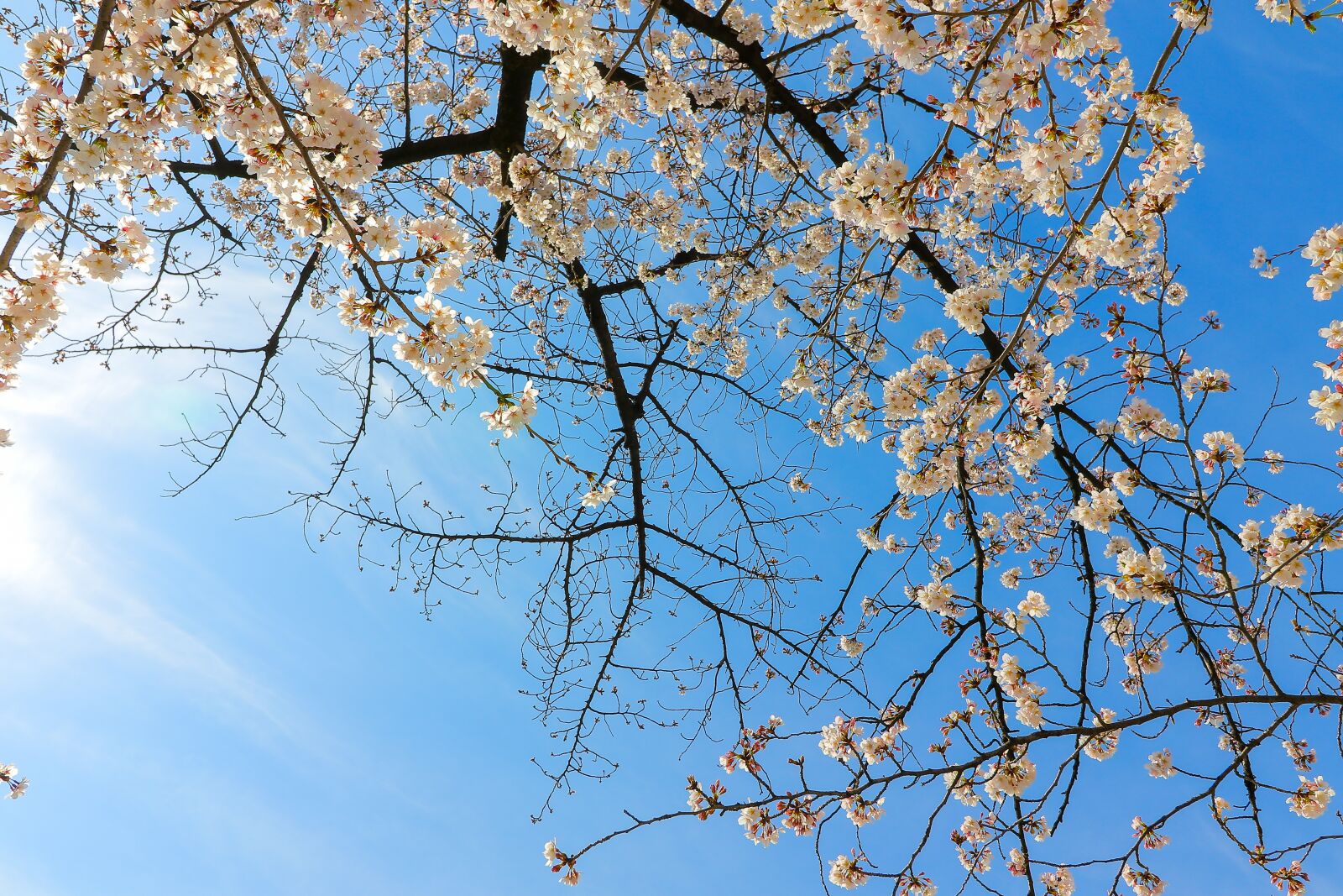 Canon EOS 7D Mark II + Canon EF-S 10-18mm F4.5–5.6 IS STM sample photo. Cherry blossoms, flowers, cherry photography