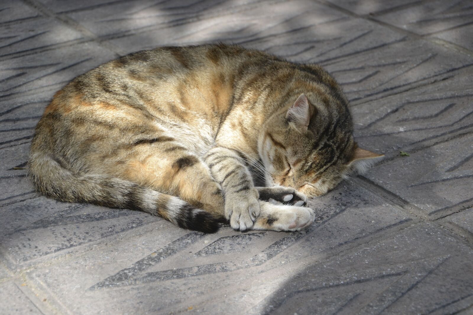Nikon D3100 sample photo. Cat, sleepy, sleeping photography
