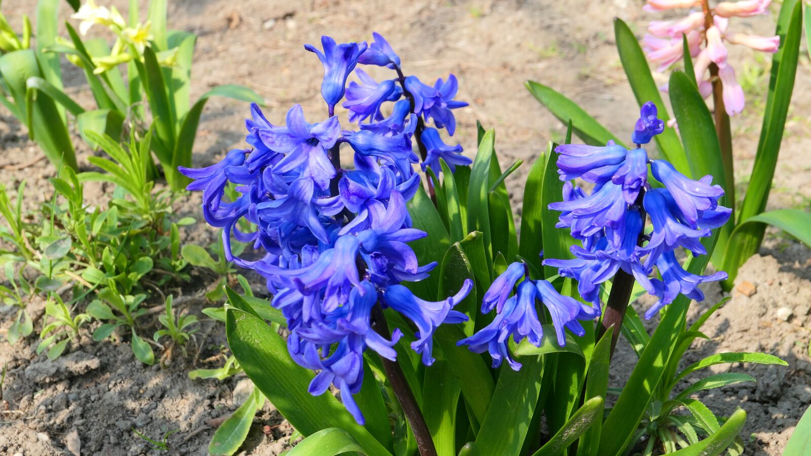 Panasonic Lumix DMC-LX10 (Lumix DMC-LX15) sample photo. Hyacinths, flowers, blue photography