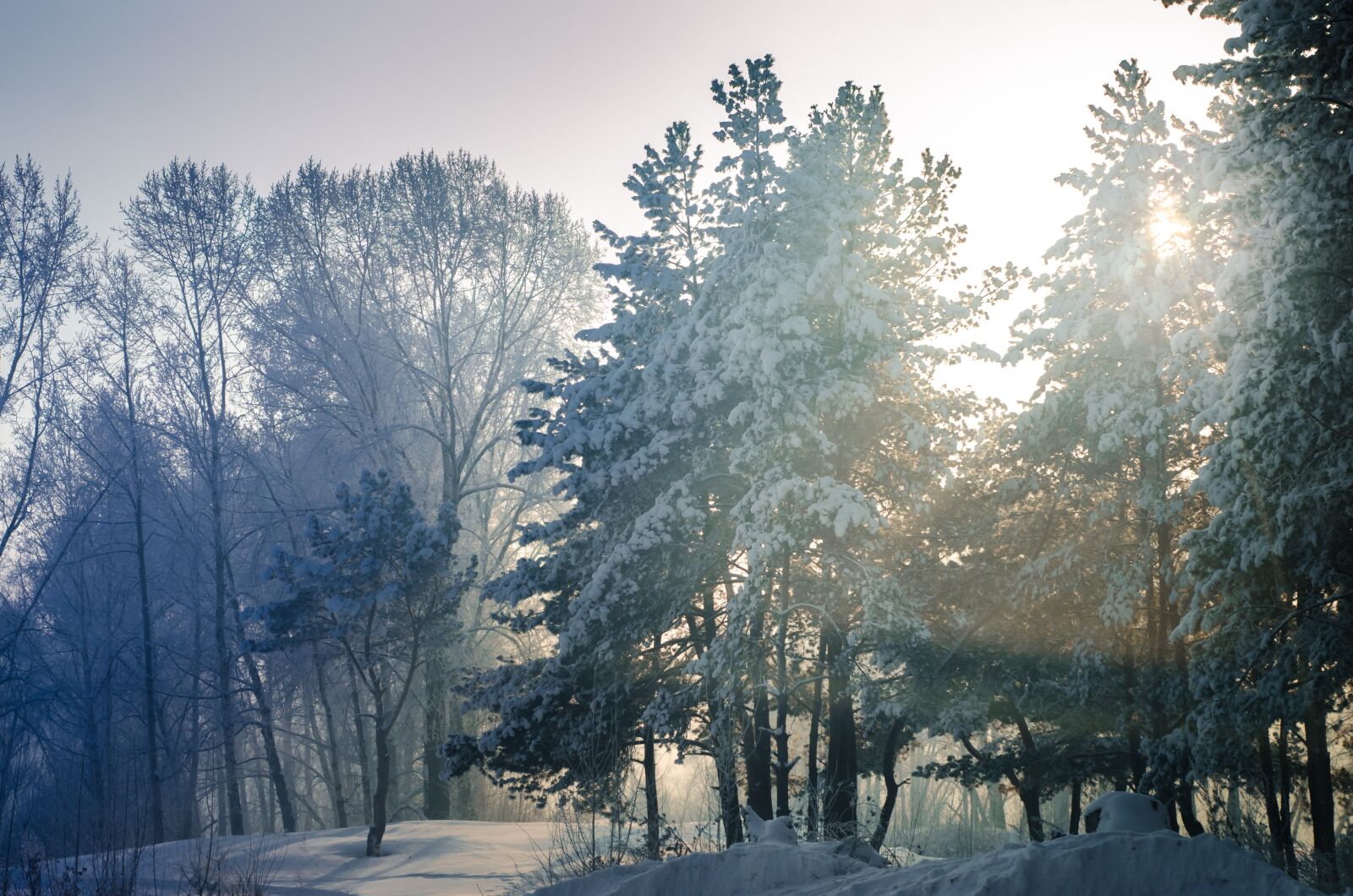 Nikon D7000 sample photo. Snow, winter, tree photography