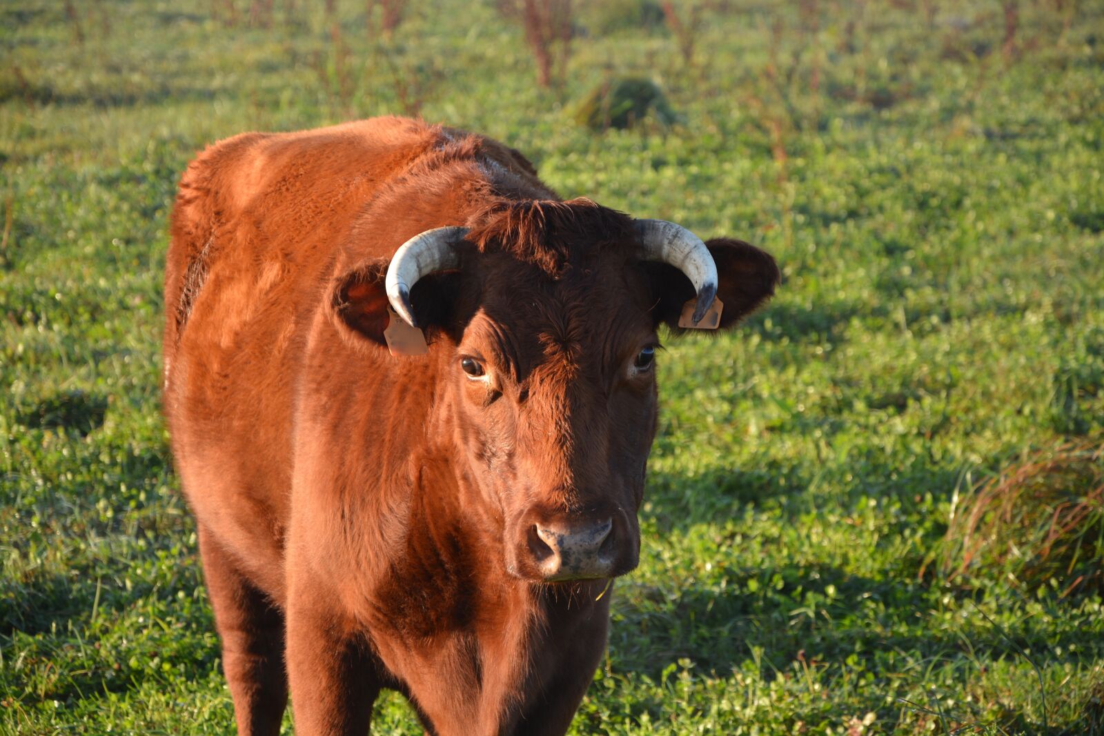 Nikon D5200 sample photo. Cow, portrait cow, horns photography