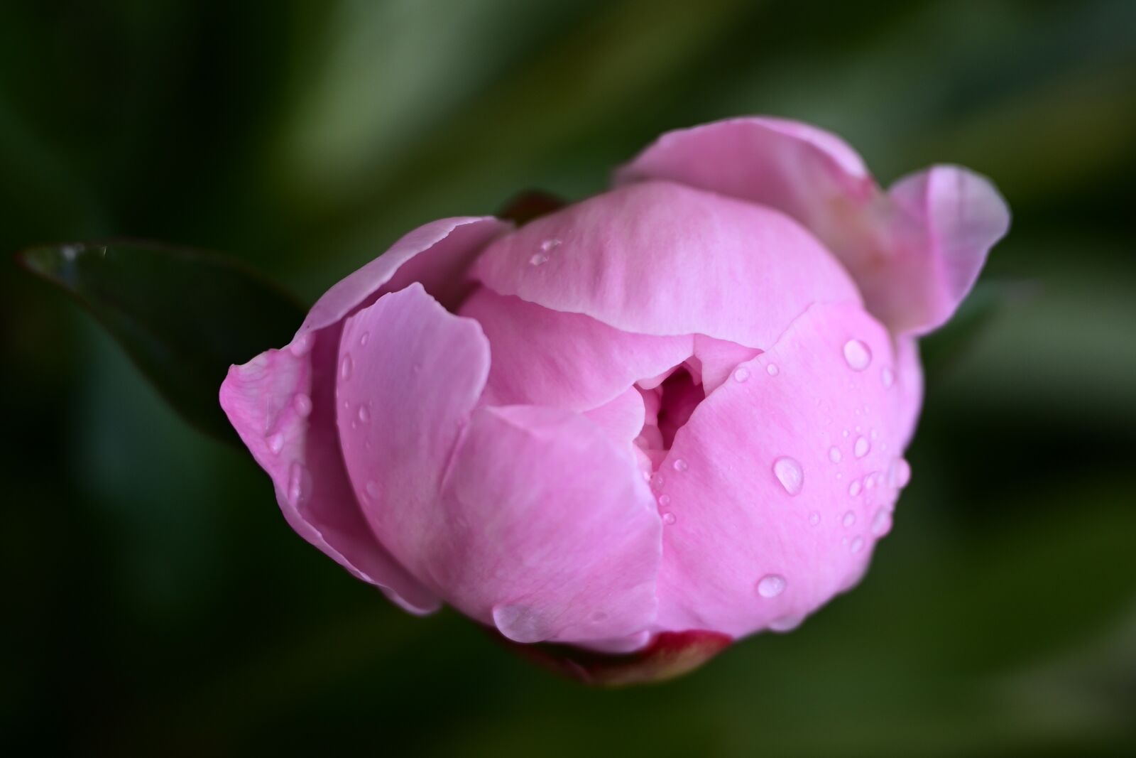 Nikon Z6 sample photo. Peony, bud, raindrop photography