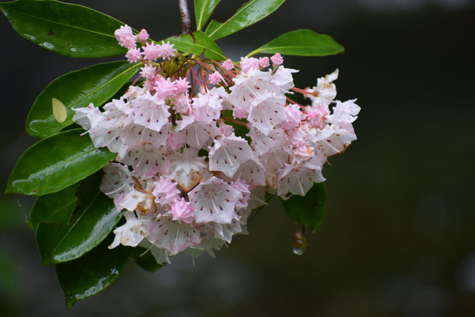 Nikon D3300 sample photo. Mountain laurel, flower, blooms photography