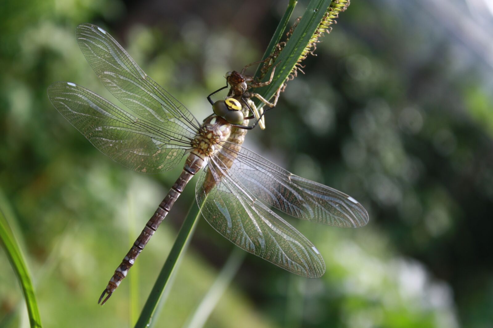 Canon EOS 450D (EOS Rebel XSi / EOS Kiss X2) sample photo. Dragonfly, dragonflies, aeshna photography