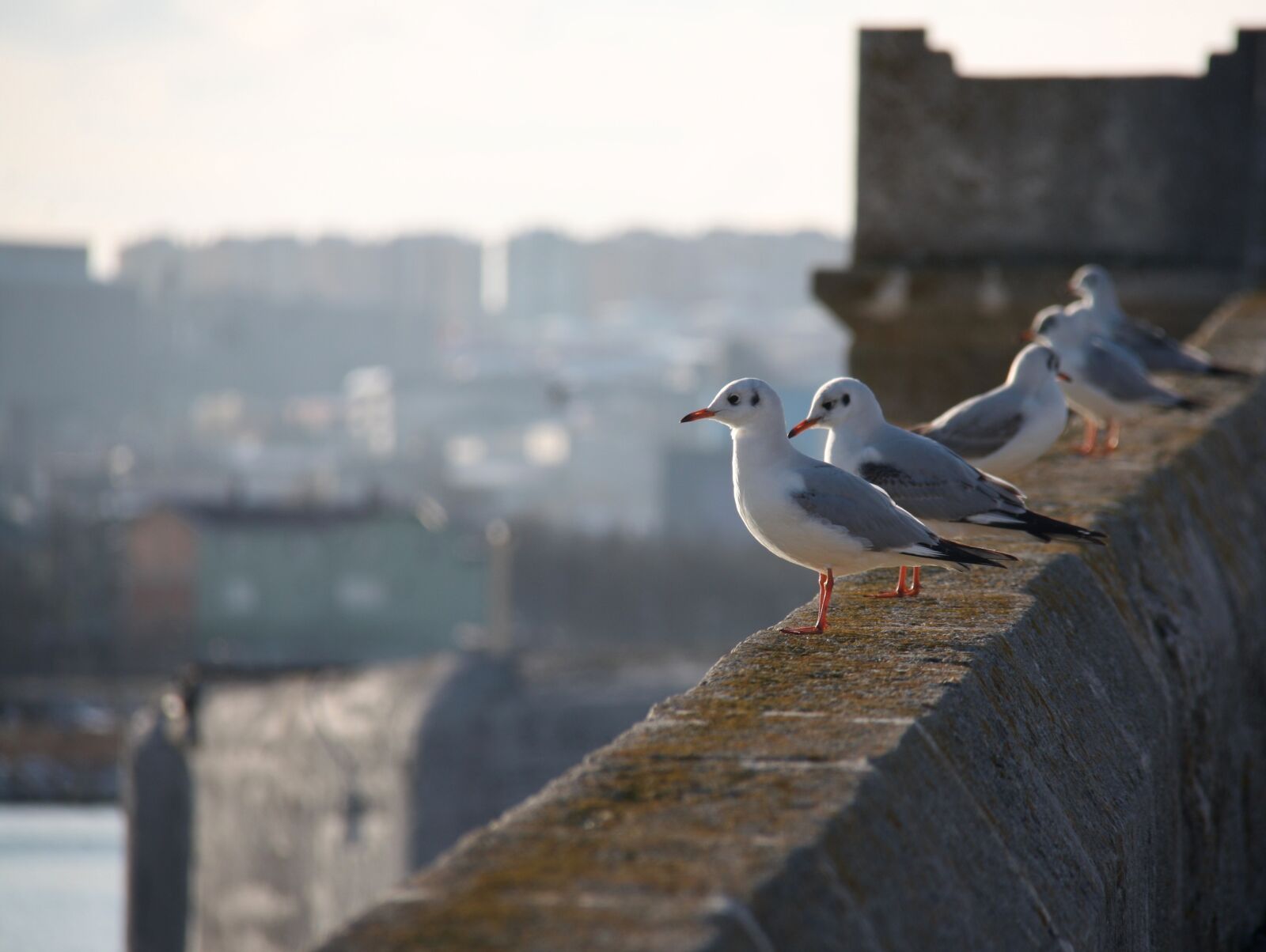Canon EOS 450D (EOS Rebel XSi / EOS Kiss X2) sample photo. Seagull, marine, sadness photography