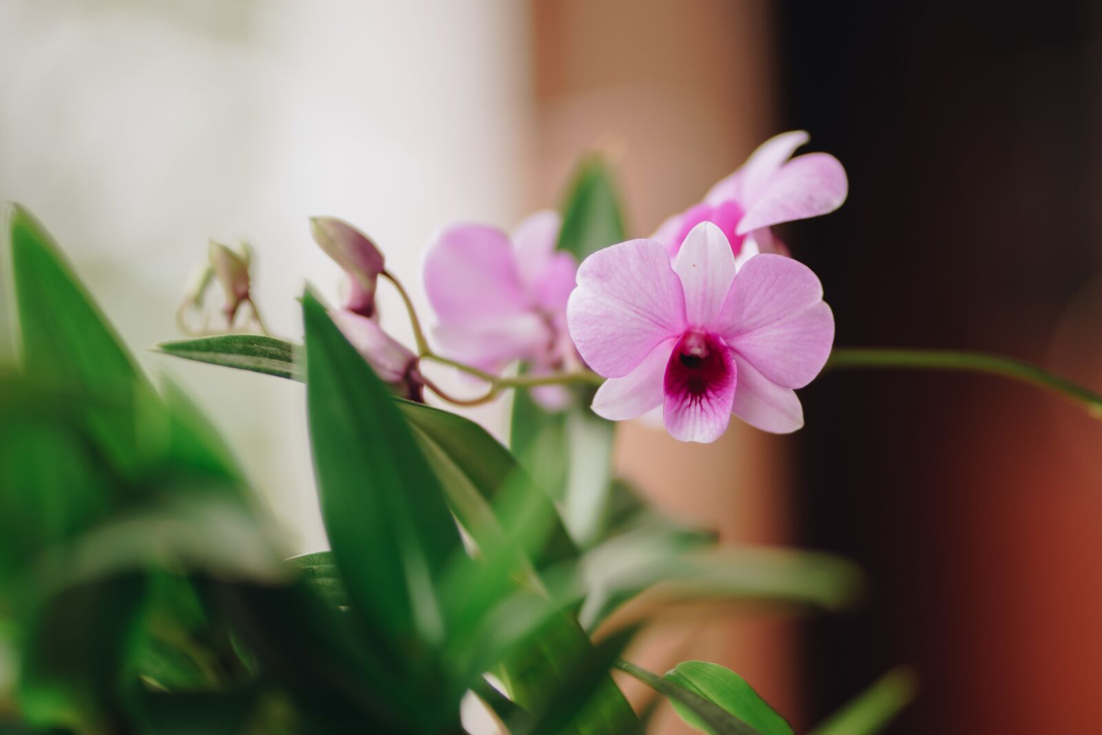 Sony a6300 + Sony FE 85mm F1.8 sample photo. Orchid, flower, blooming photography