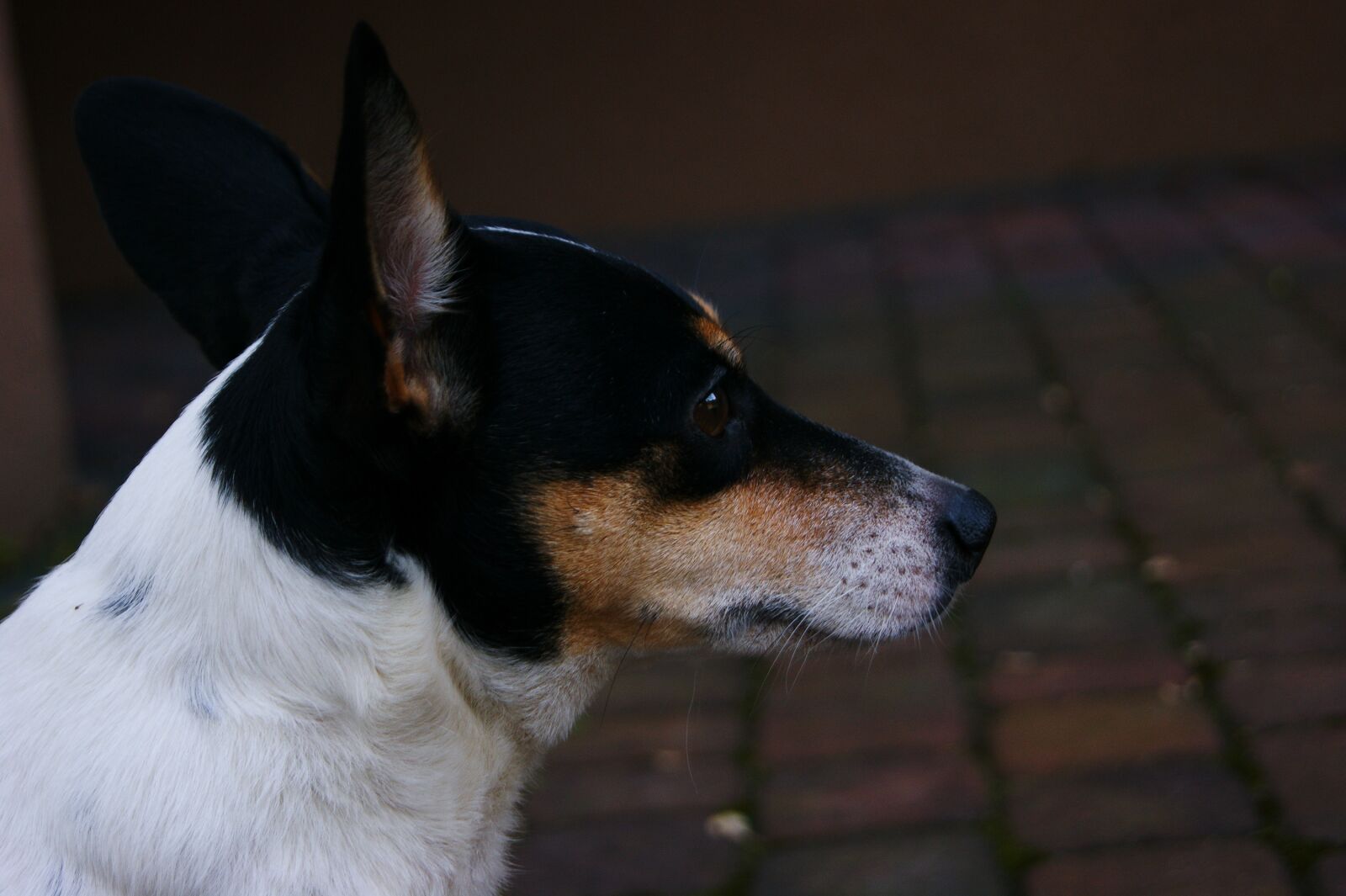 Sony Alpha DSLR-A390 sample photo. Dog, photography, animal photography
