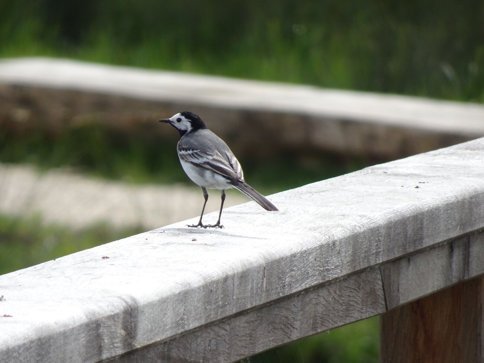 Sony Cyber-shot DSC-HX90V sample photo. White wagtail, birds, sparrows photography