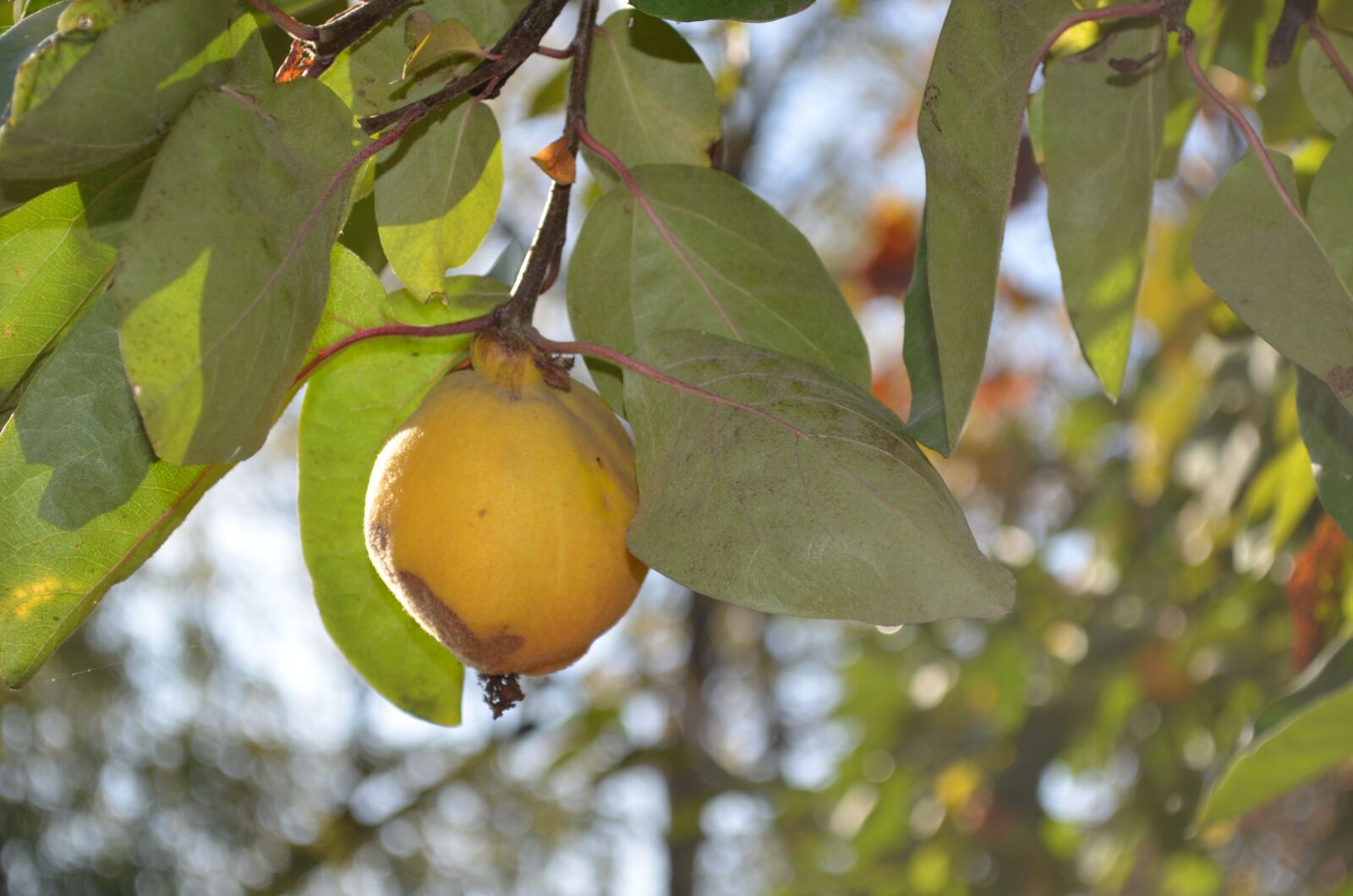 Nikon D5100 sample photo. Quince, yellow, leaves photography
