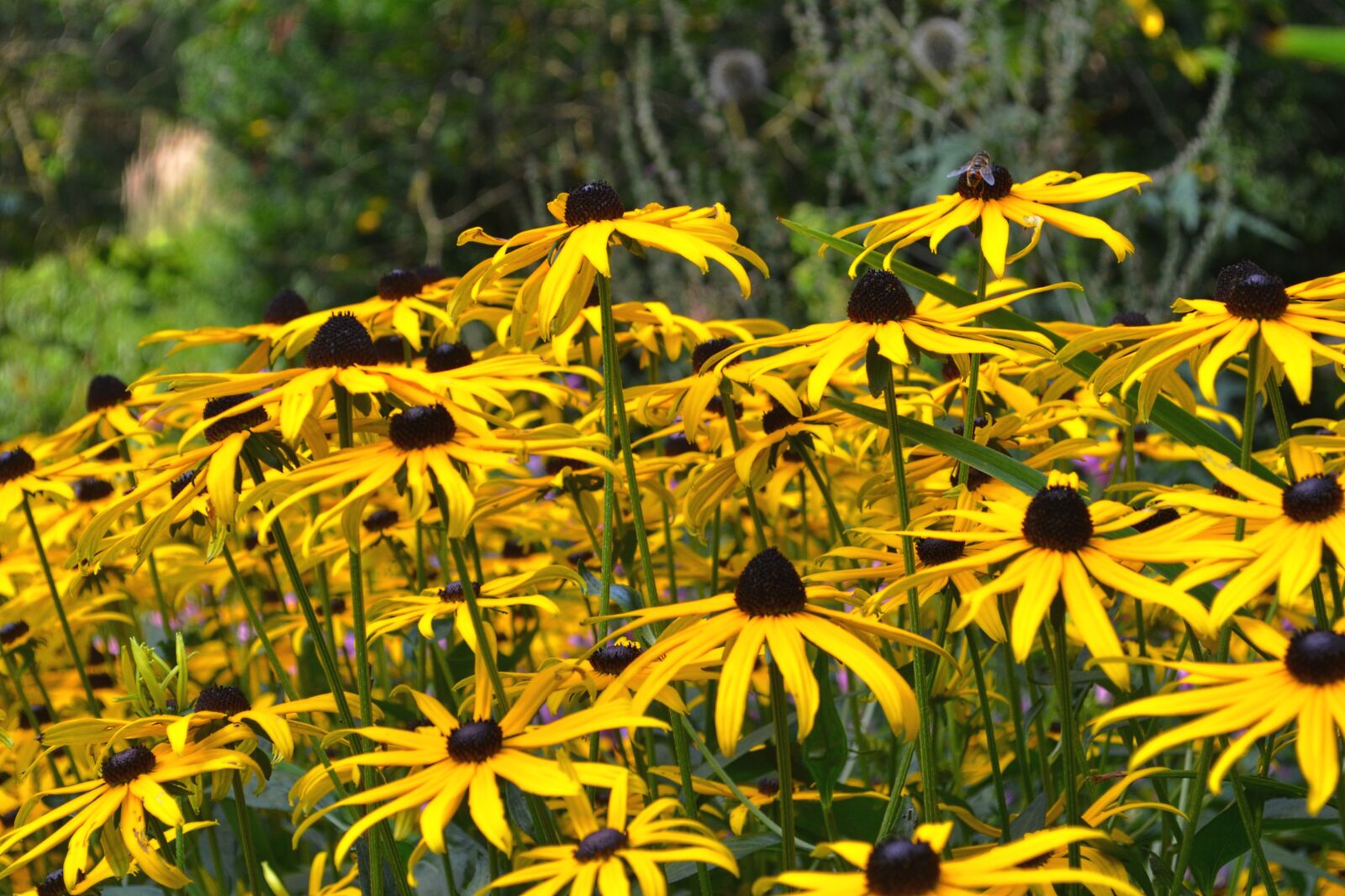 Nikon D3100 sample photo. Flowers, yellow, garden photography