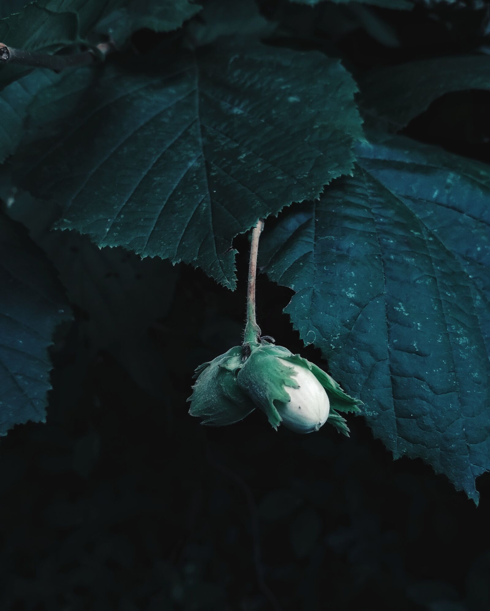 Xiaomi Redmi 4X sample photo. Dark green, nuts, nature photography