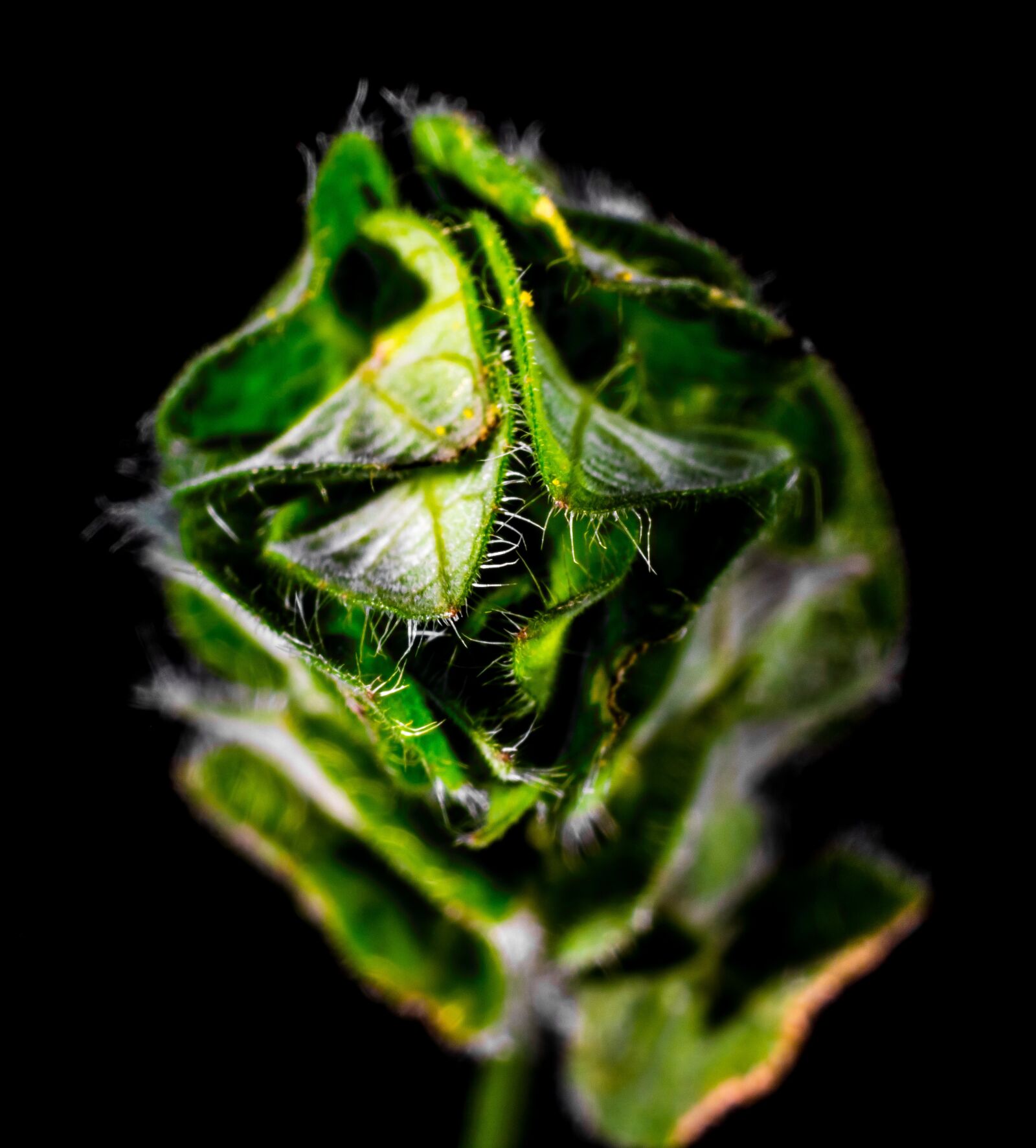 Nikon D5200 sample photo. Plant, weed, leaves photography