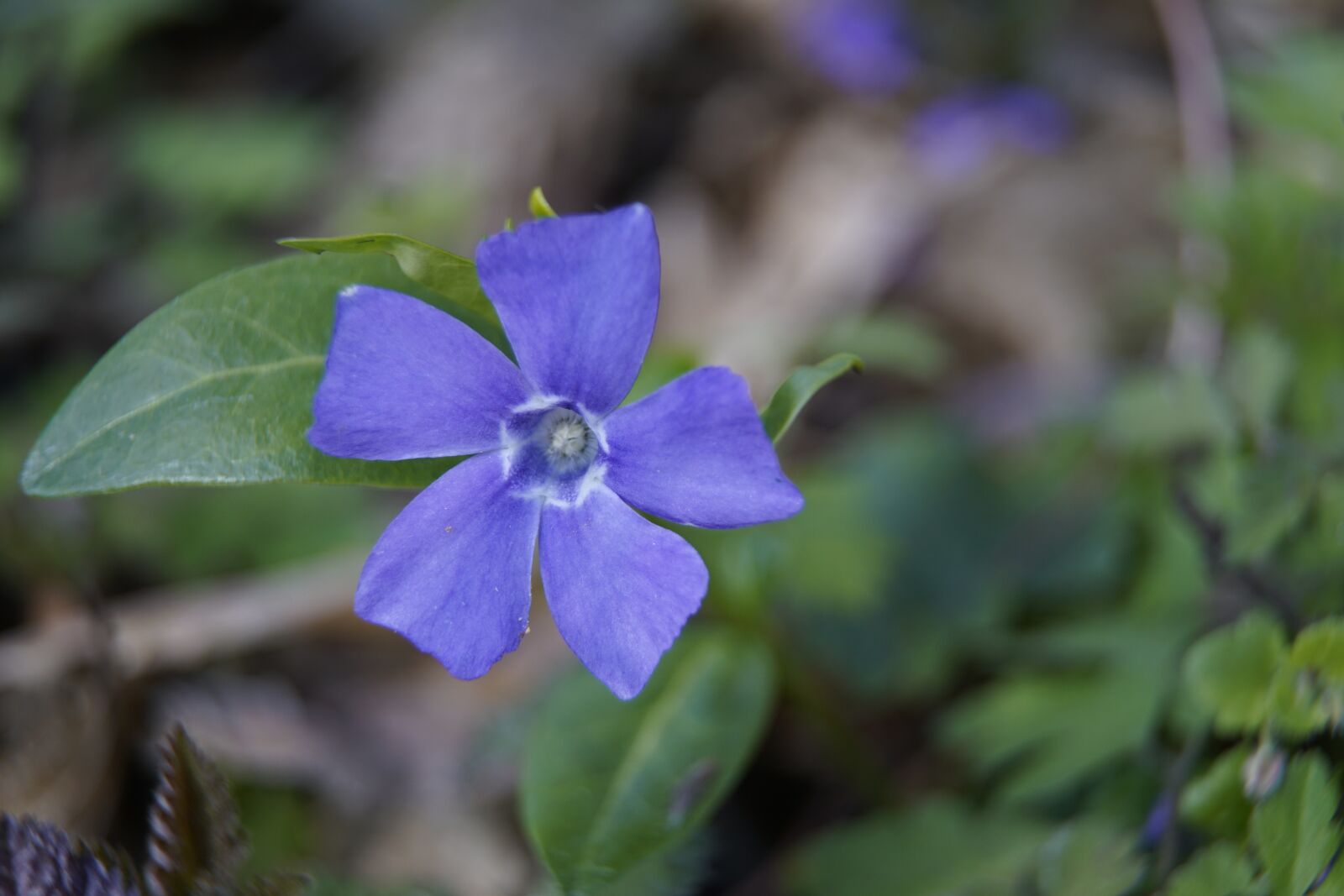 Sony a7R II + Sony E PZ 18-105mm F4 G OSS sample photo. Periwinkle, blue, flower photography