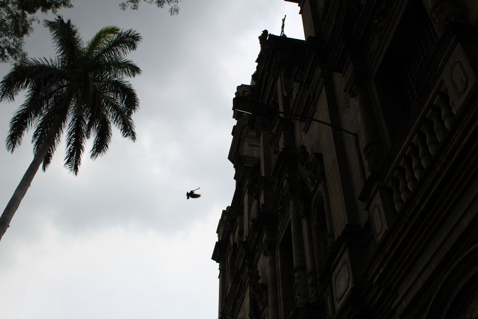 Canon EOS 1300D (EOS Rebel T6 / EOS Kiss X80) sample photo. Dove, shadow photography