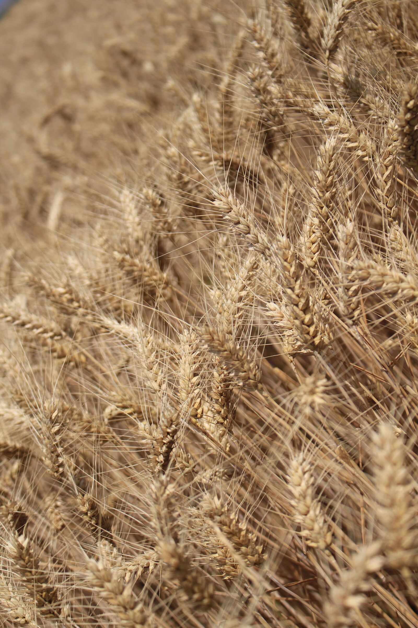Canon EOS 700D (EOS Rebel T5i / EOS Kiss X7i) sample photo. Wheat, harvest, day s photography