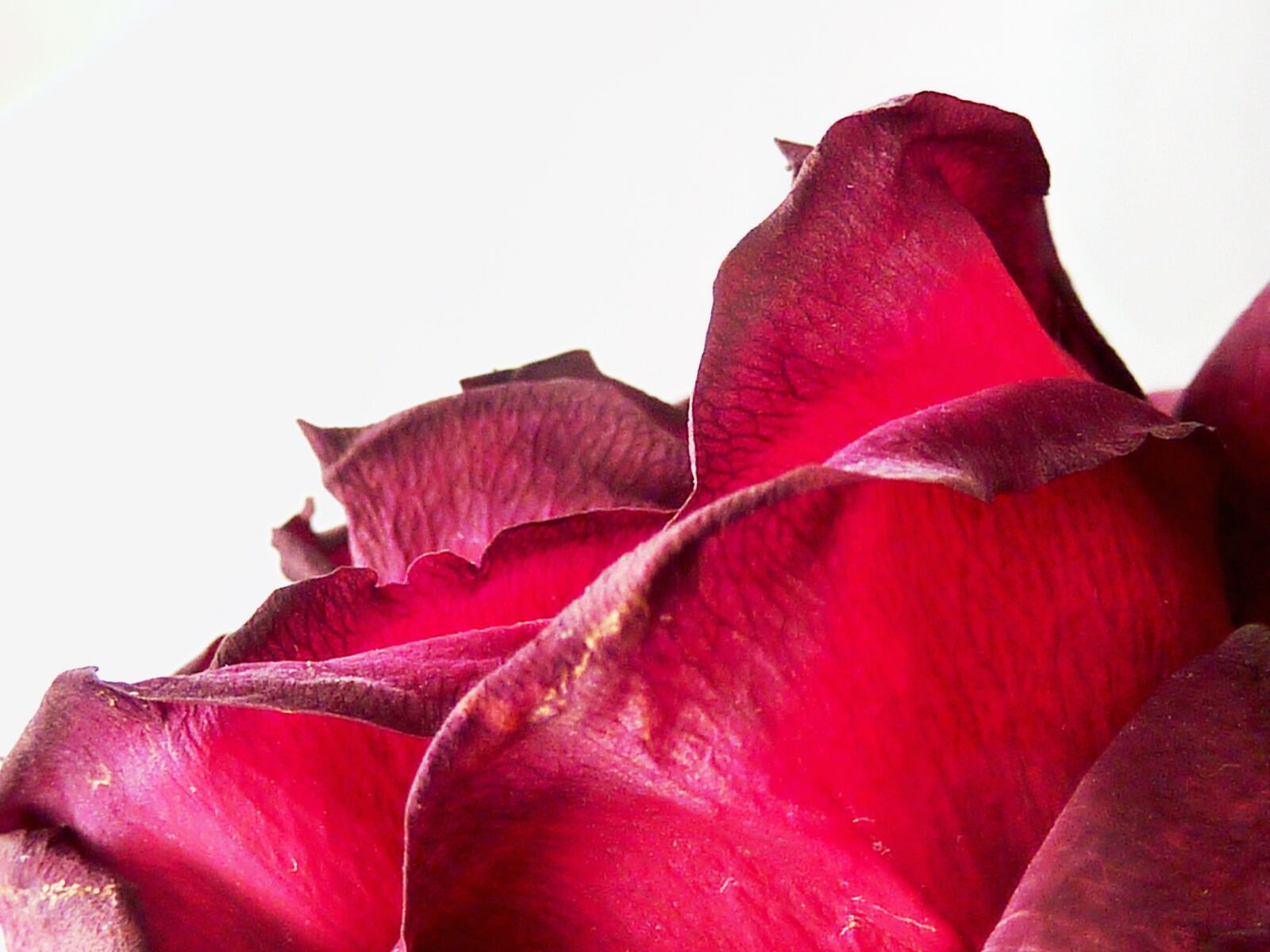 Panasonic DMC-TZ7 sample photo. Rose, flower, blossom photography