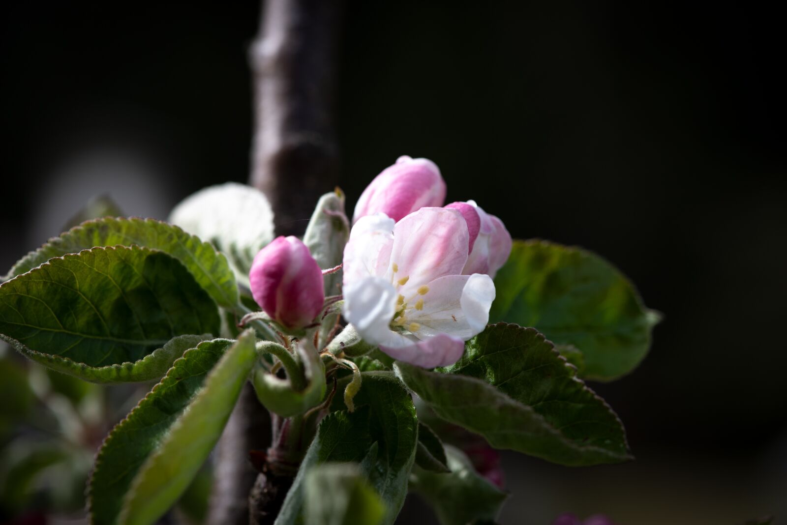 Nikon D750 sample photo. Flowers, white, apple tree photography