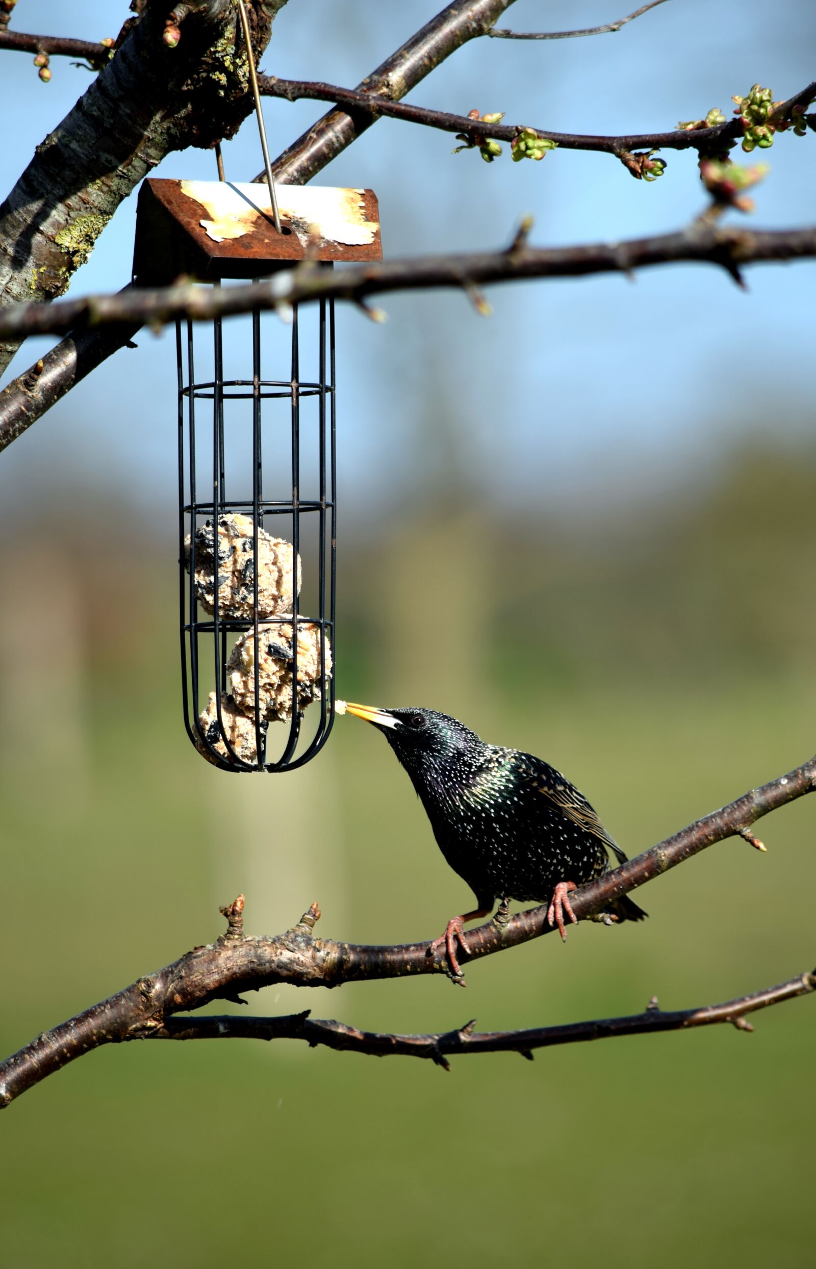 Nikon D5300 sample photo. Star, tree, bird photography