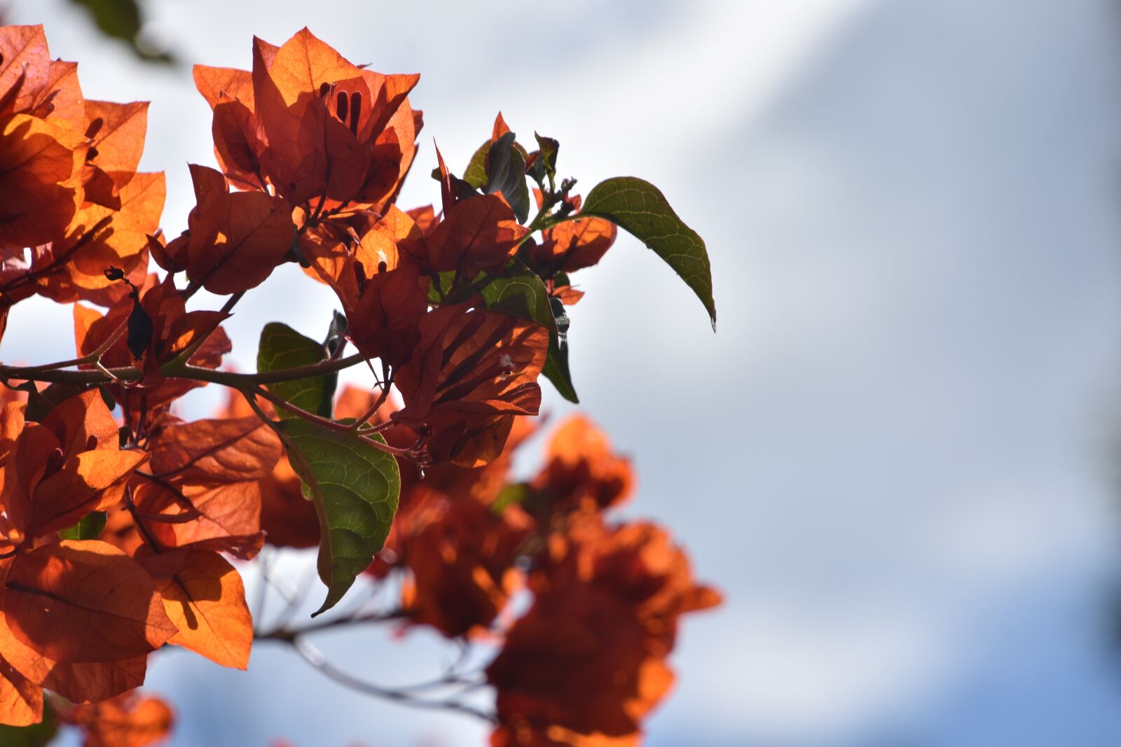 Nikon D7200 sample photo. Leaf, nature, flora photography