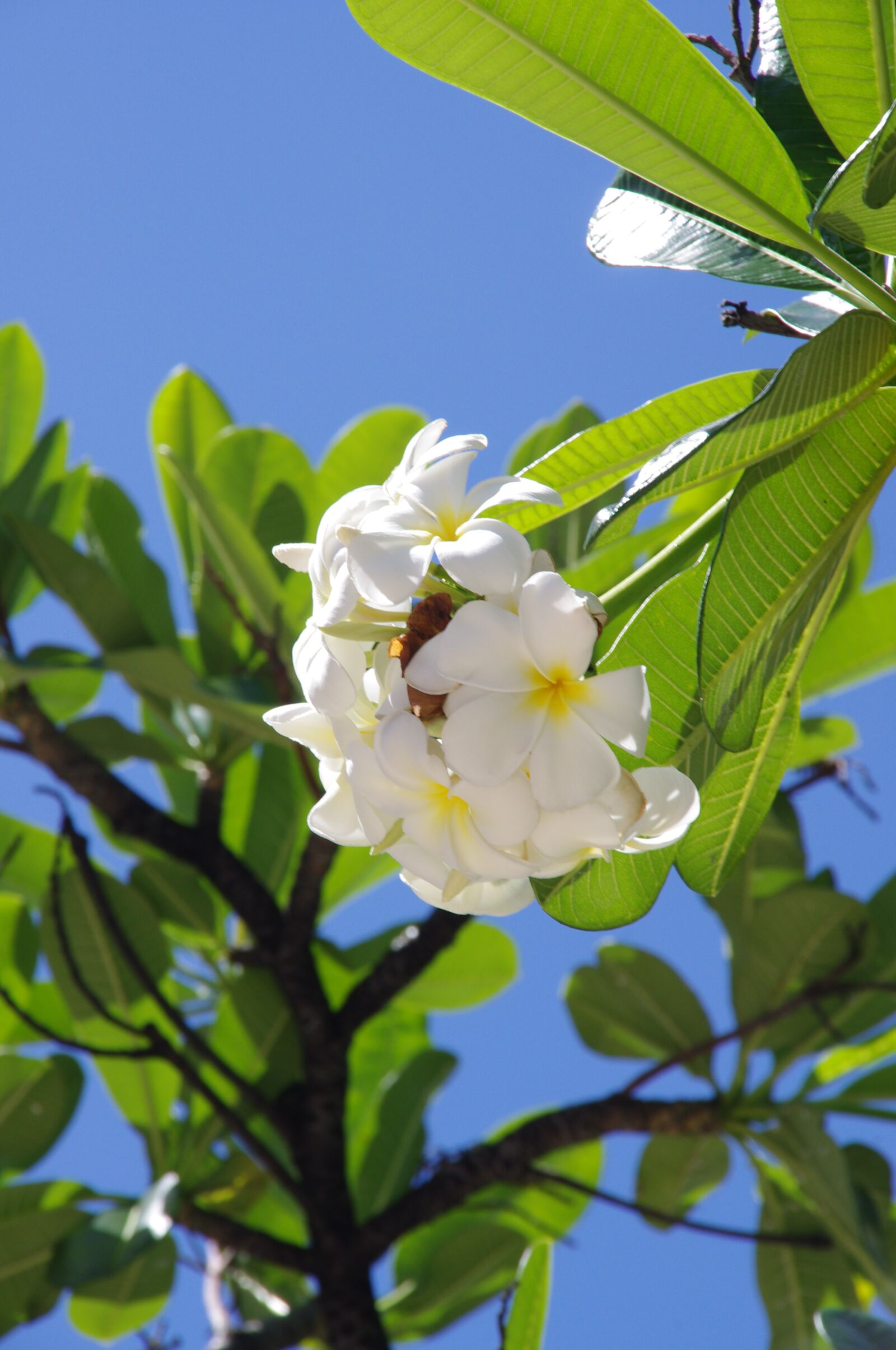 Pentax K-x sample photo. Hibiscus, flowers, beach photography