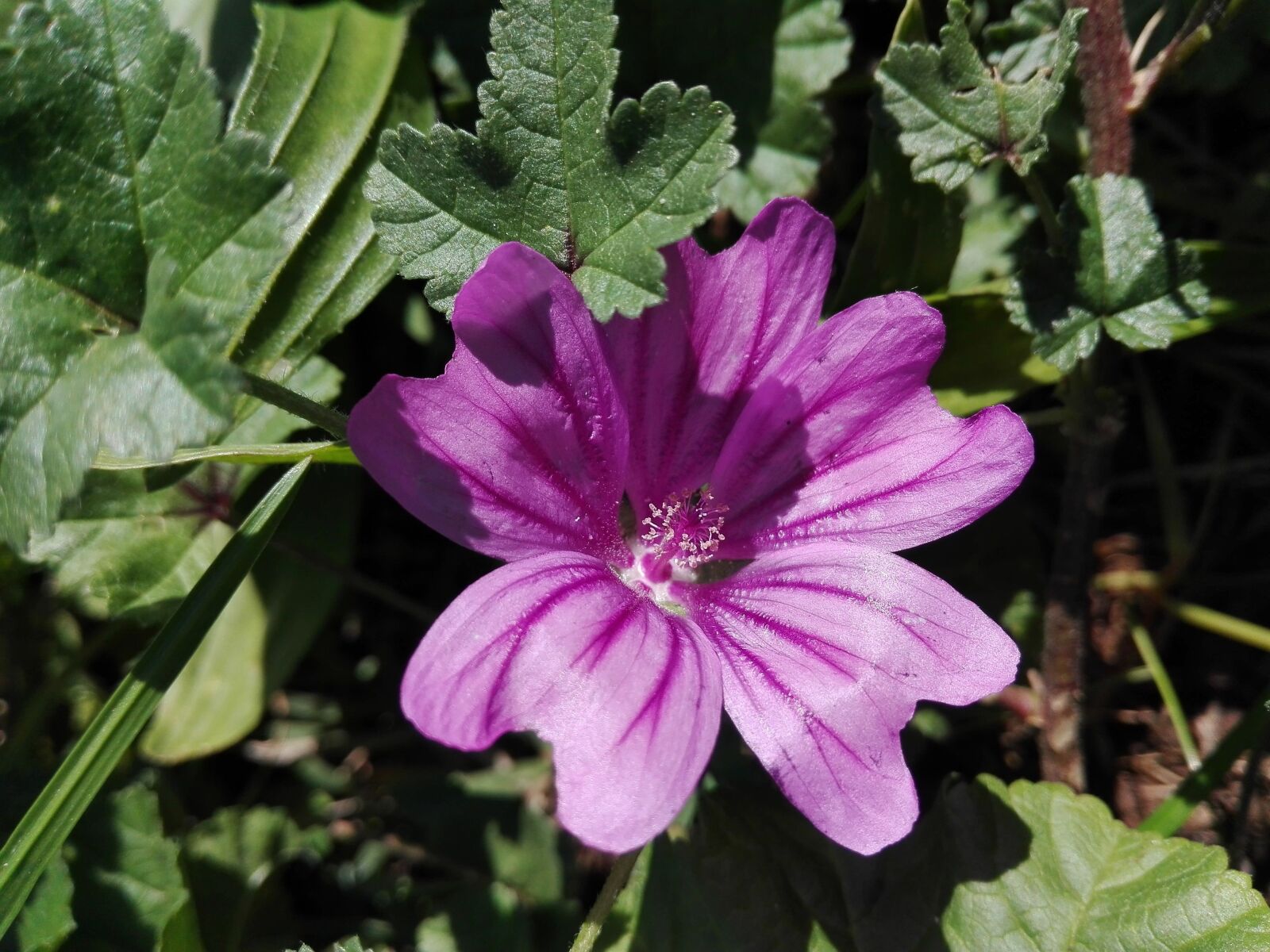 HUAWEI P8 Lite sample photo. Flower, violet, fuchsia photography