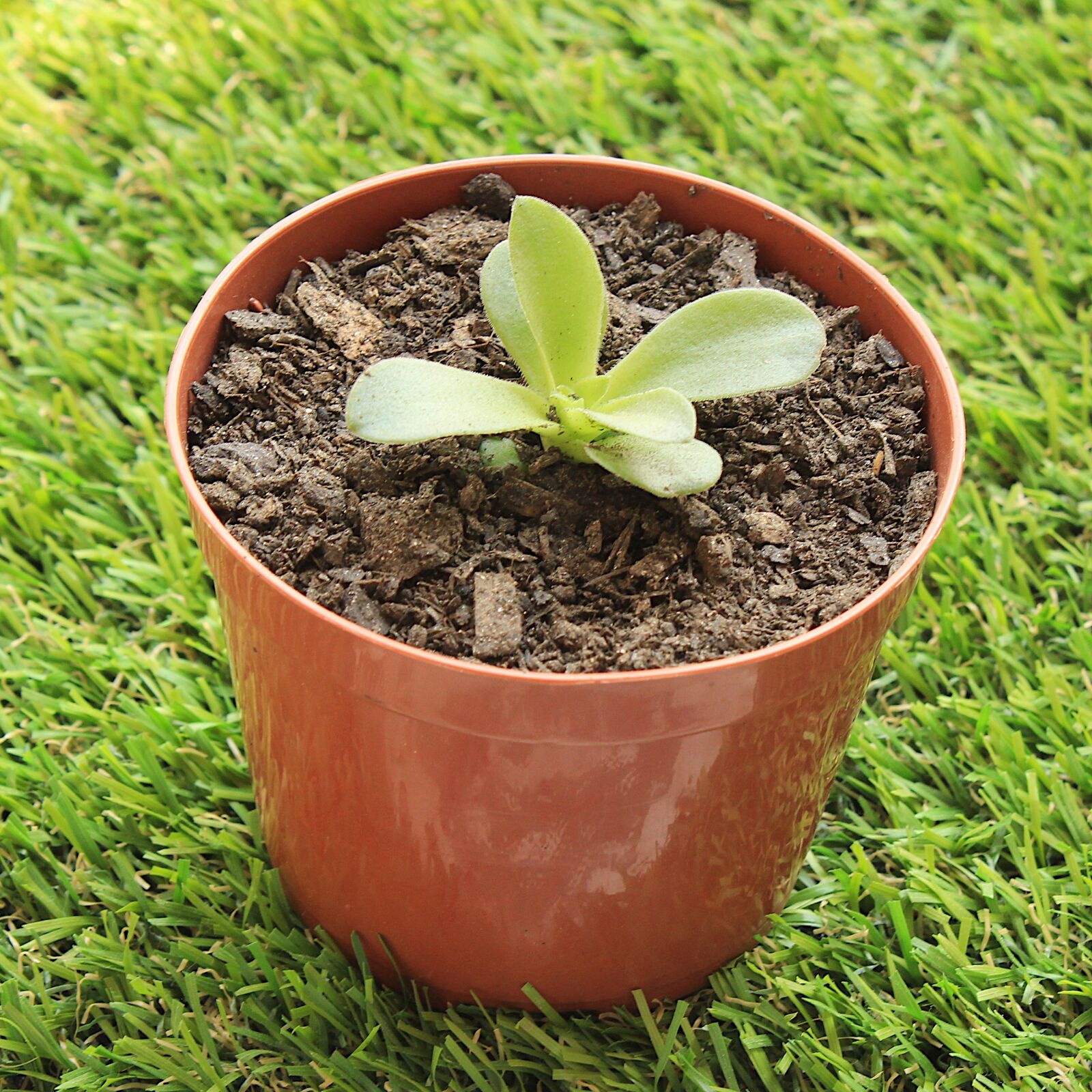 Canon EOS 1200D (EOS Rebel T5 / EOS Kiss X70 / EOS Hi) sample photo. Plant, vase, grass photography