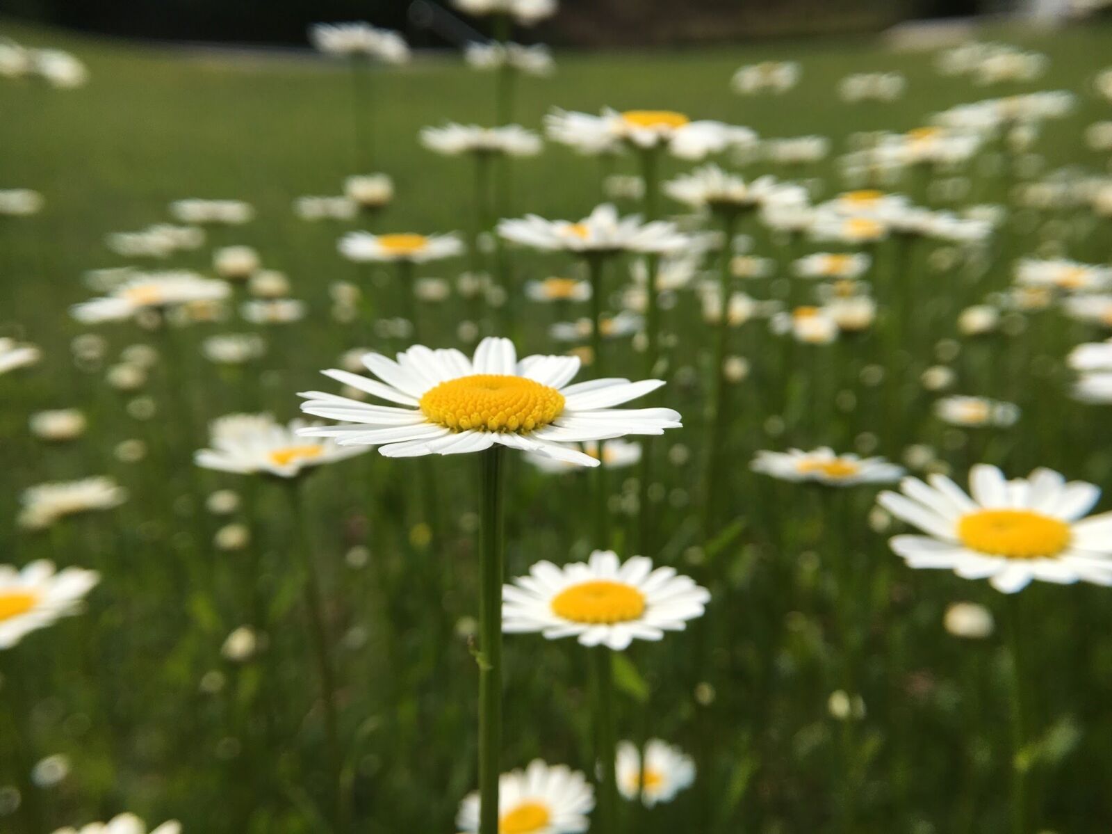 Apple iPhone 6s sample photo. Flowers, blossom, bloom photography