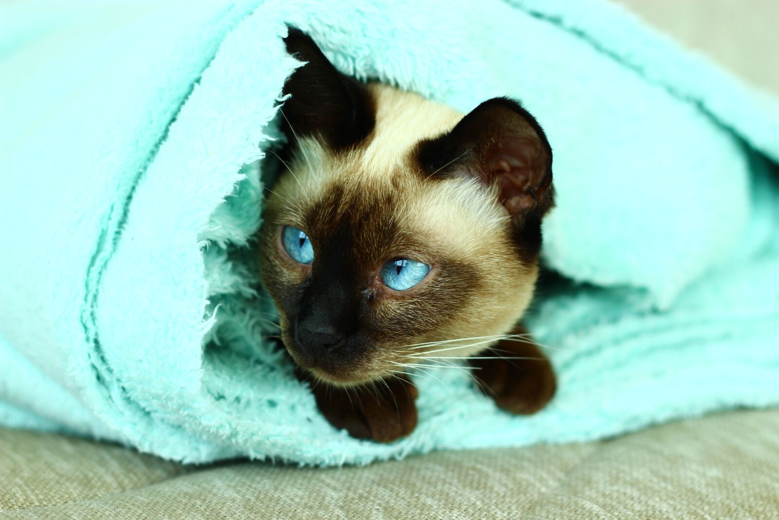 Canon EOS 600D (Rebel EOS T3i / EOS Kiss X5) + Canon EF 50mm F1.8 II sample photo. Siamese cats, cat, turquoise photography