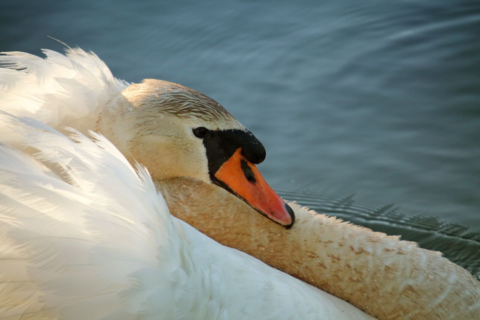 Canon EOS 1100D (EOS Rebel T3 / EOS Kiss X50) + Canon EF-S 55-250mm F4-5.6 IS STM sample photo. Swan, water, wing photography