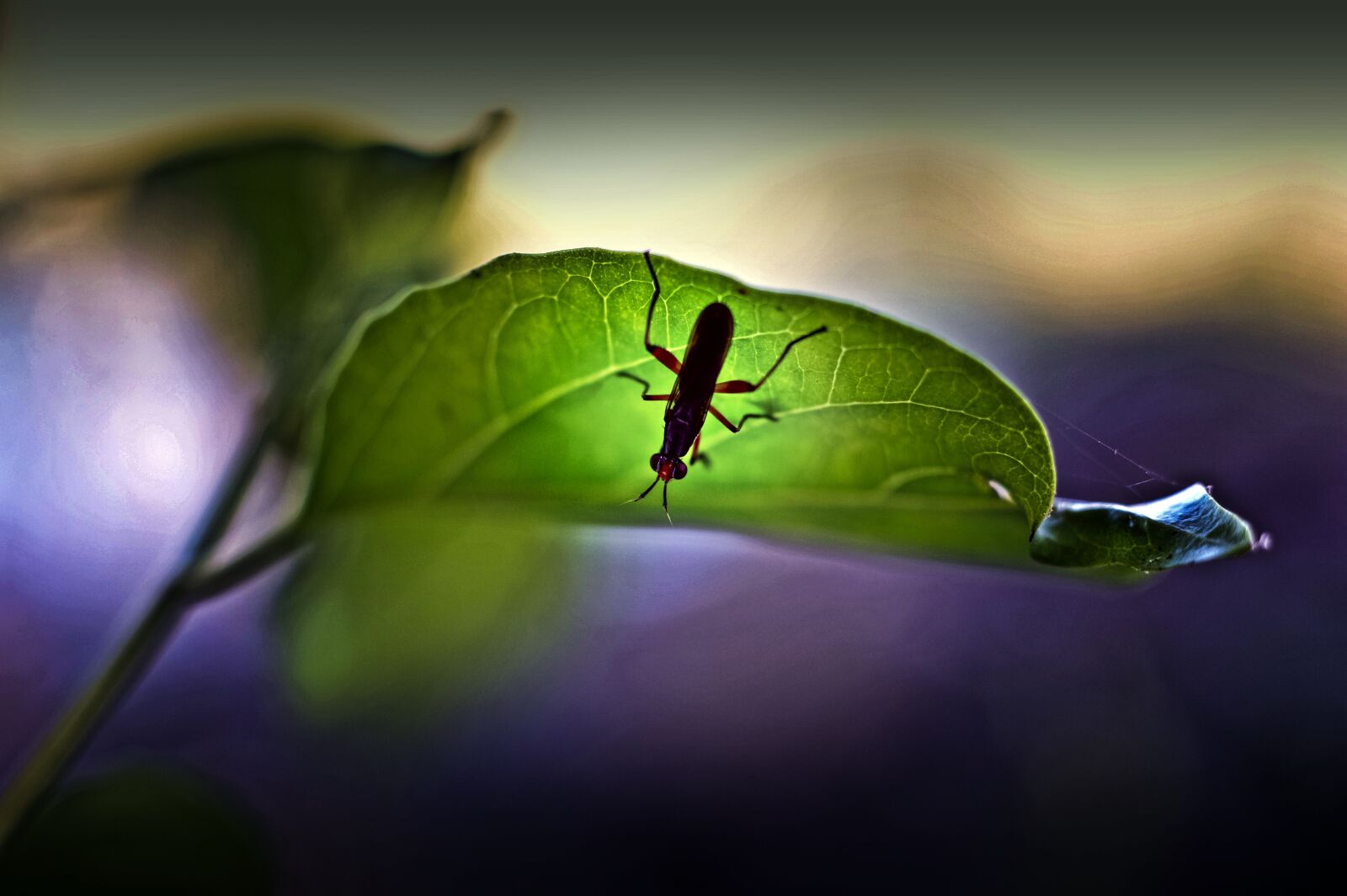 Nikon Df sample photo. Bugs, nature, wildlife photography
