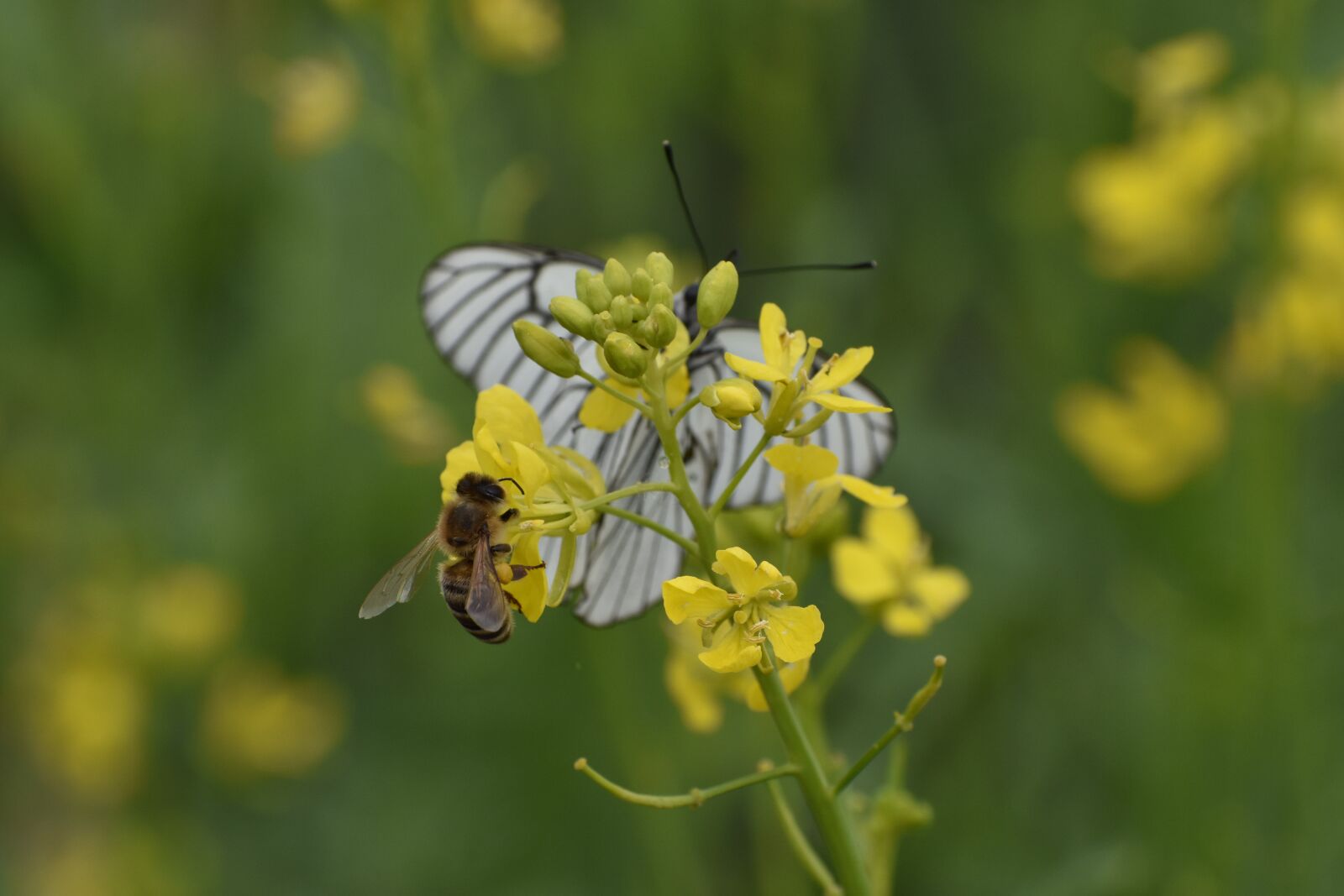 Nikon D3400 sample photo. Butterfly, white, cabbage butterfly photography