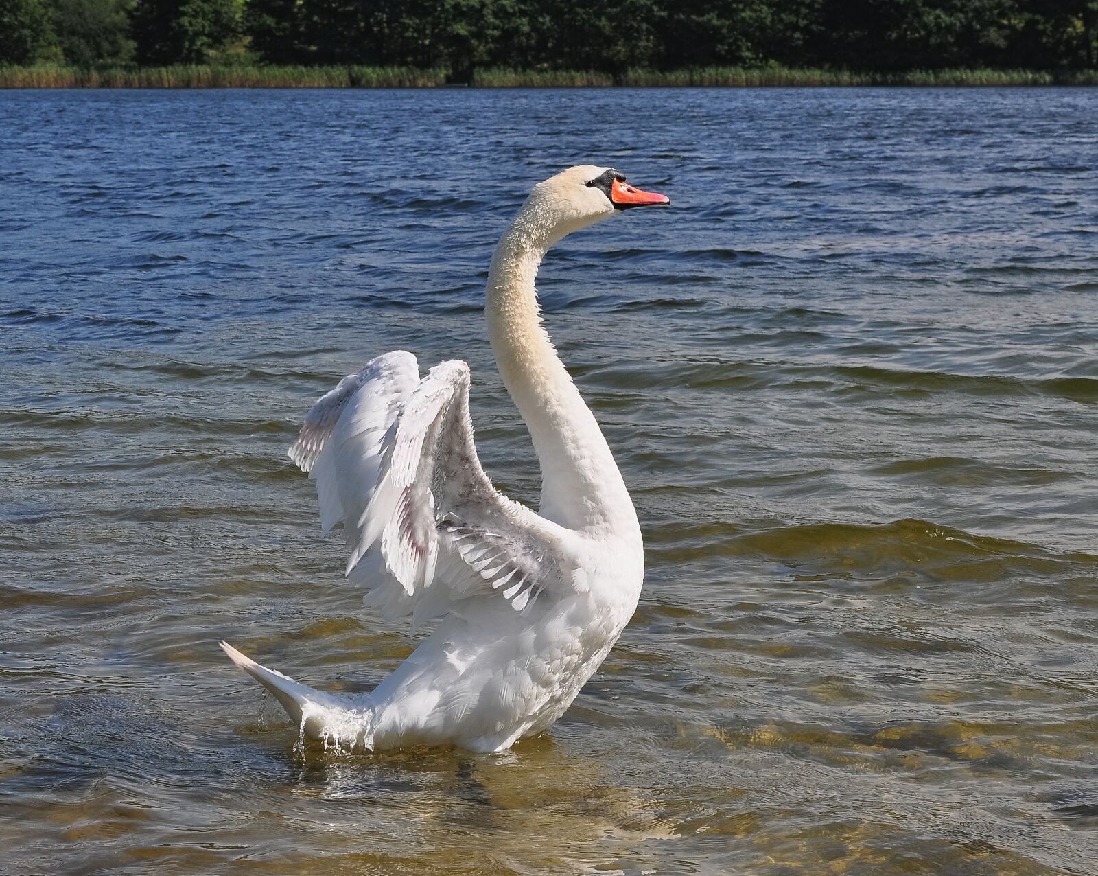 Nikon D90 sample photo. Swan, bird, outside photography