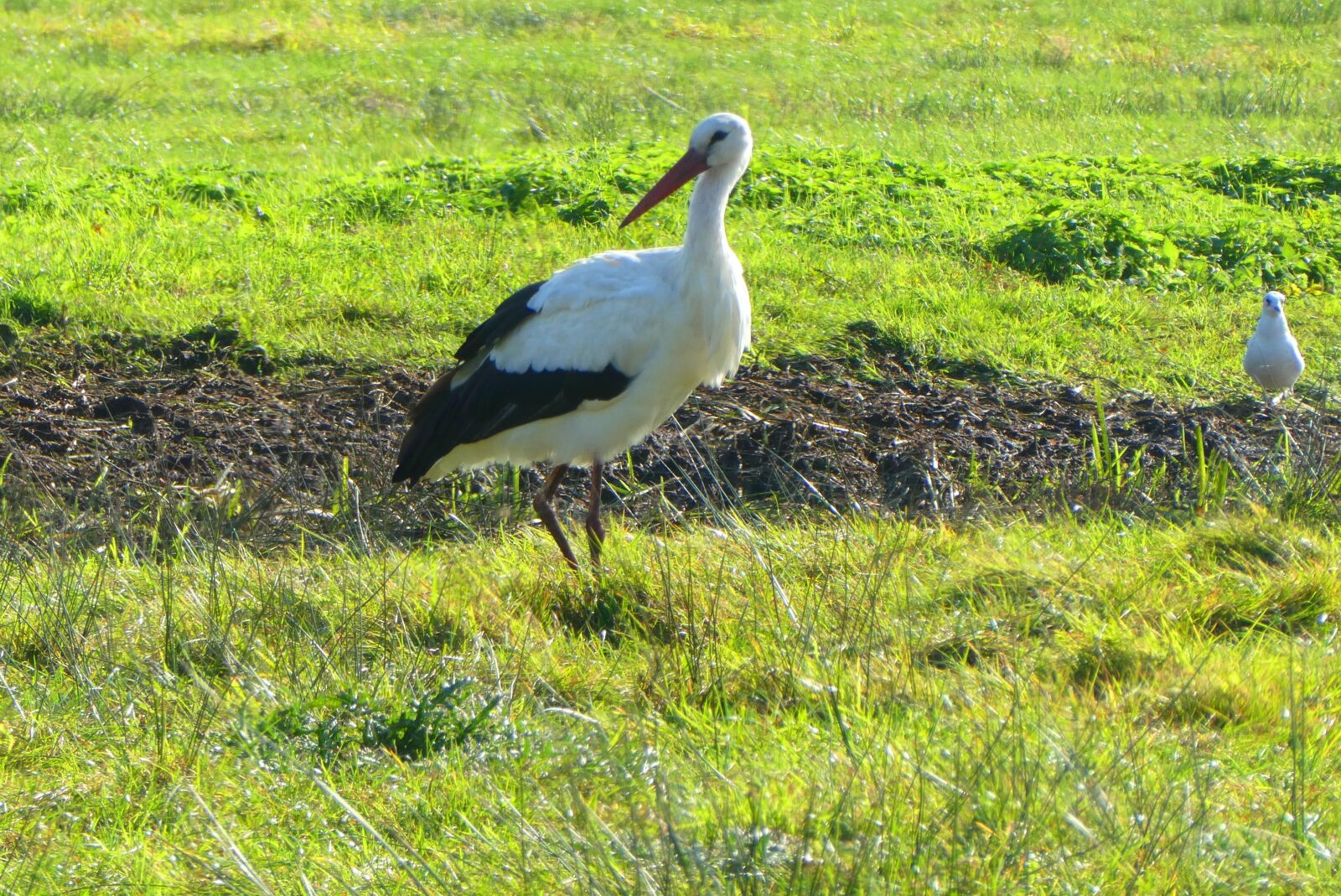 Panasonic Lumix DC-ZS70 (Lumix DC-TZ90) sample photo. Stork, grass, meadow photography