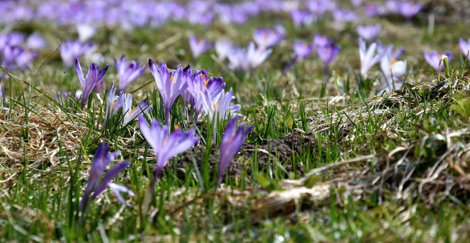 Nikon D7200 sample photo. Crocus, flower, chocho owska photography