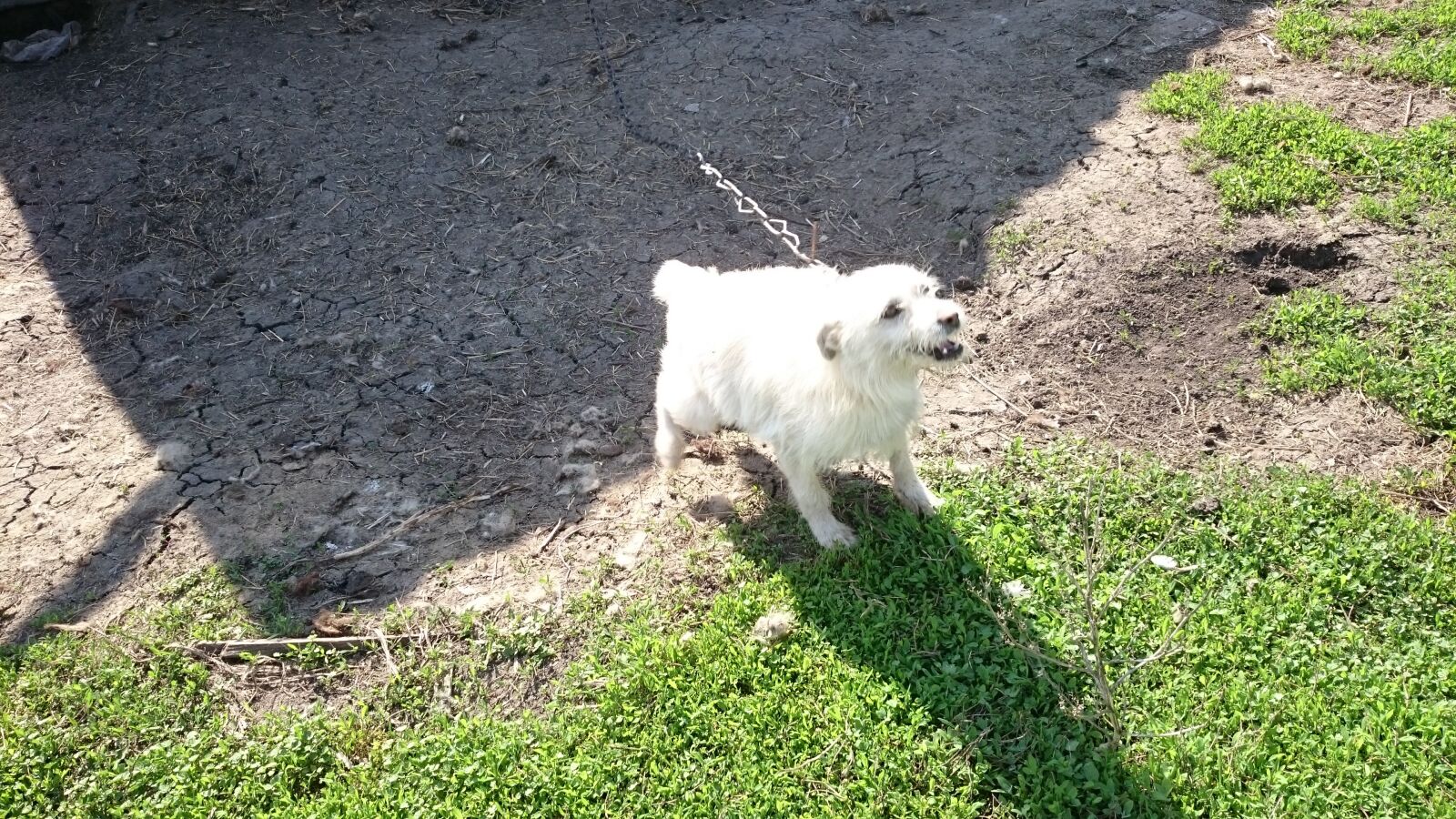 Sony Xperia Z1 sample photo. Dog, puppy photography