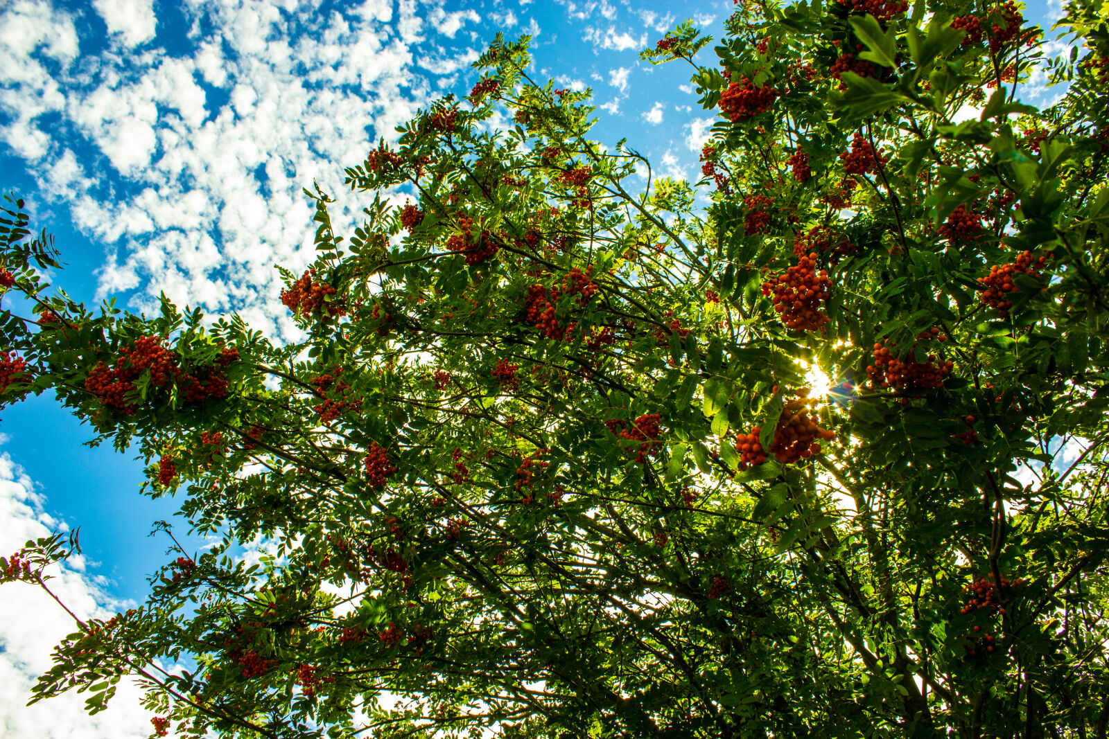 Canon EOS 600D (Rebel EOS T3i / EOS Kiss X5) sample photo. Berries, clouds, green, nature photography