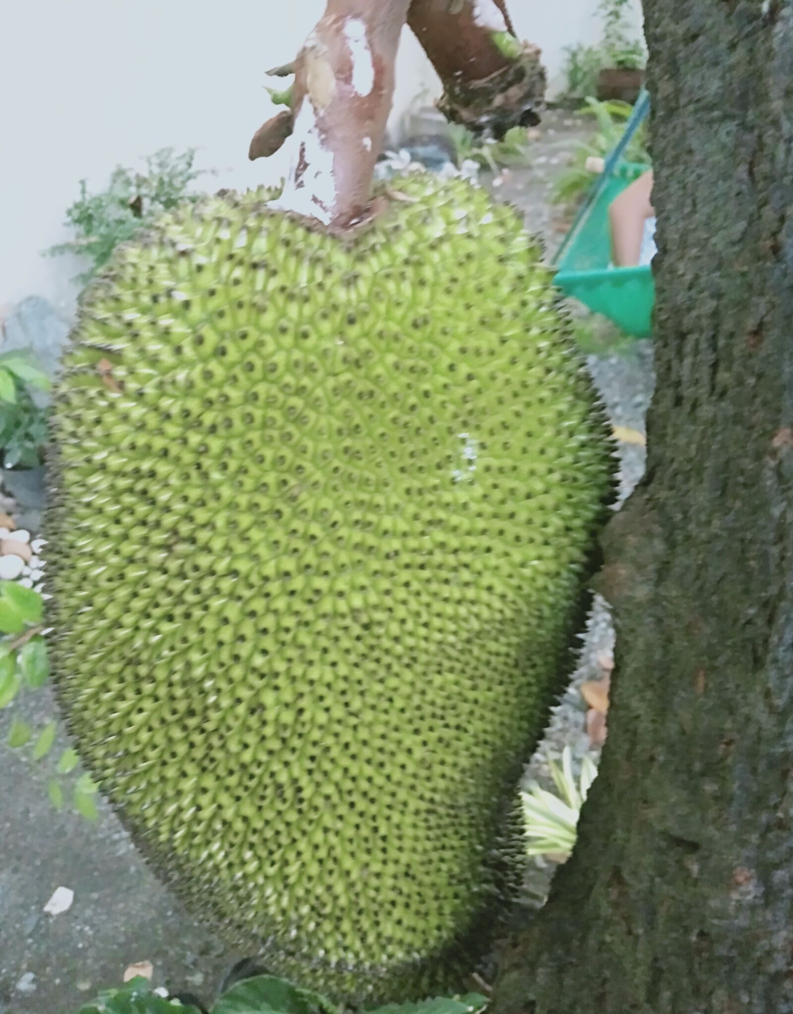 OPPO A7 sample photo. Jackfruit, exotic fruit, philippines photography