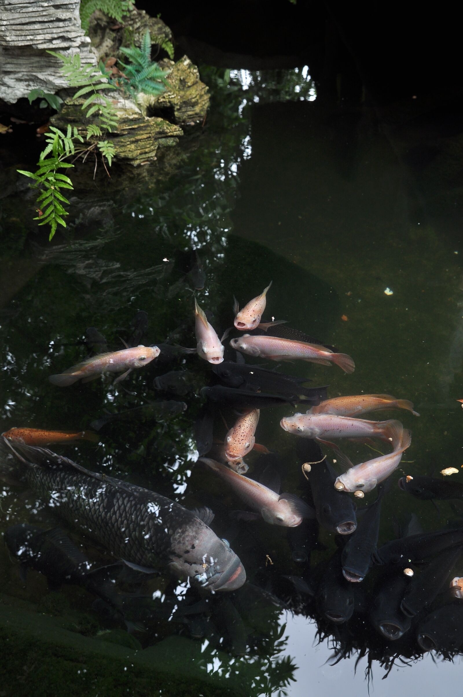 Nikon D90 sample photo. Bonsai, koi, garden photography