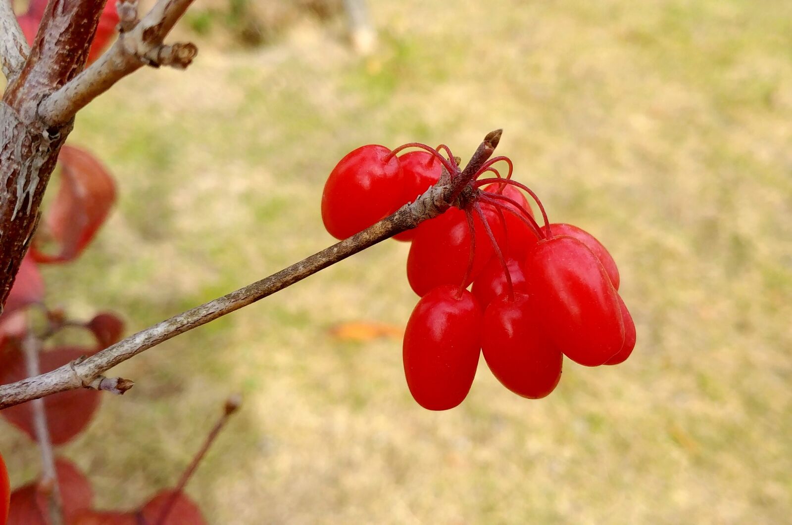 LG G6 sample photo. Schisandra, cornus, fruit photography