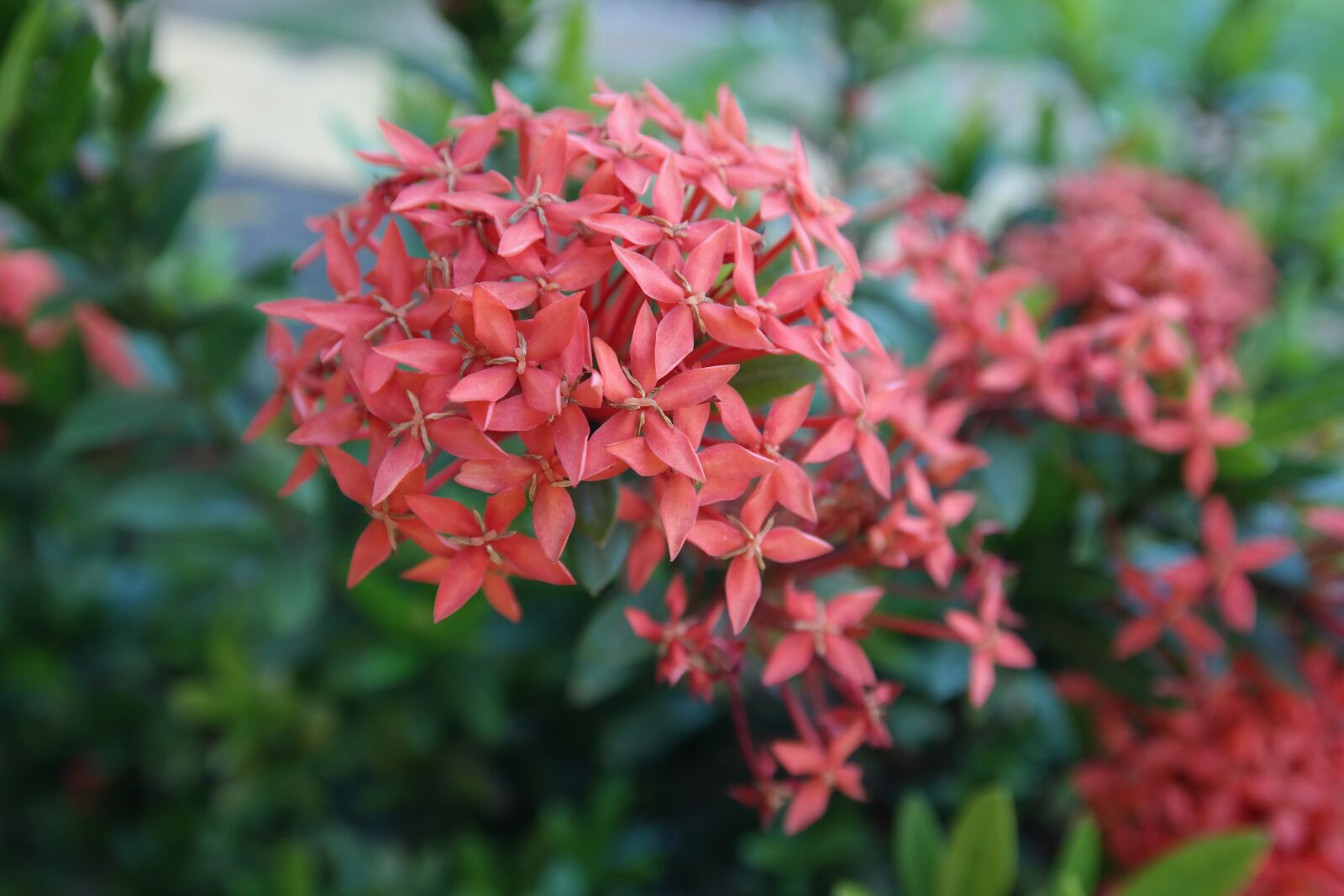 Samsung NX300 sample photo. Flower, flowers, garden photography