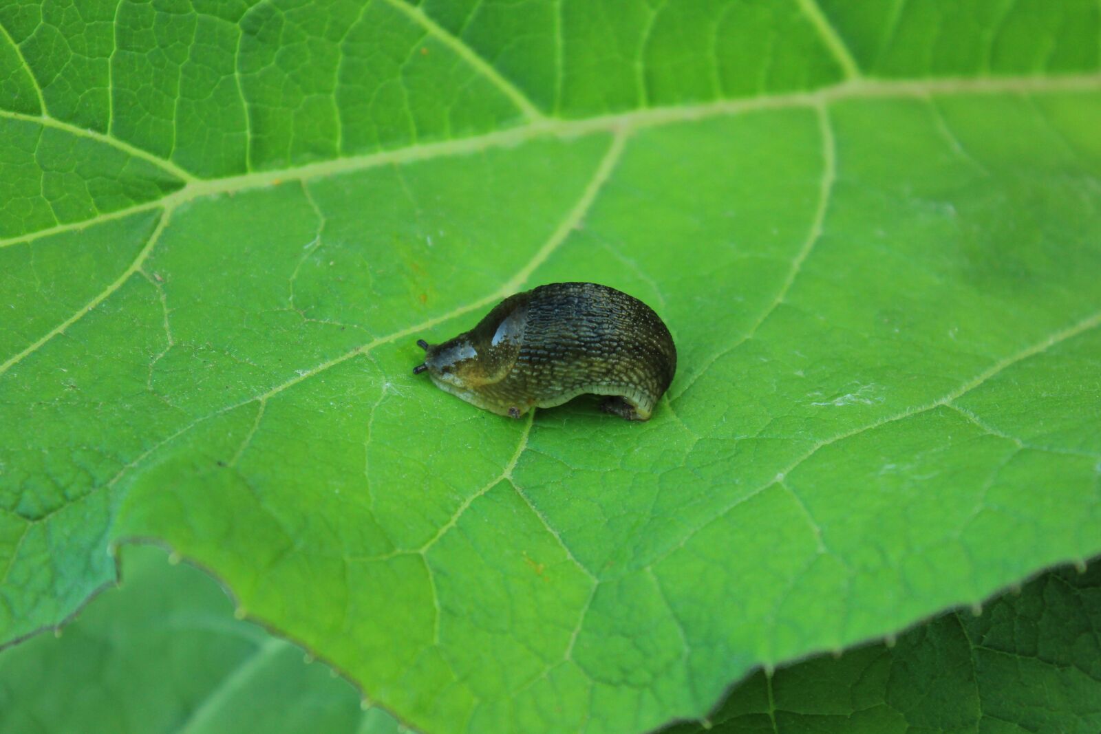 Canon EOS 550D (EOS Rebel T2i / EOS Kiss X4) sample photo. Slug, macro photography, greens photography
