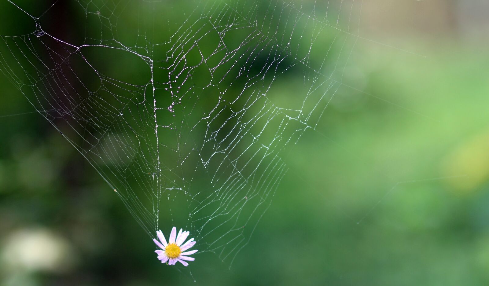 Canon EOS 700D (EOS Rebel T5i / EOS Kiss X7i) + Canon EF 85mm F1.8 USM sample photo. Spider web, flower, hooked photography