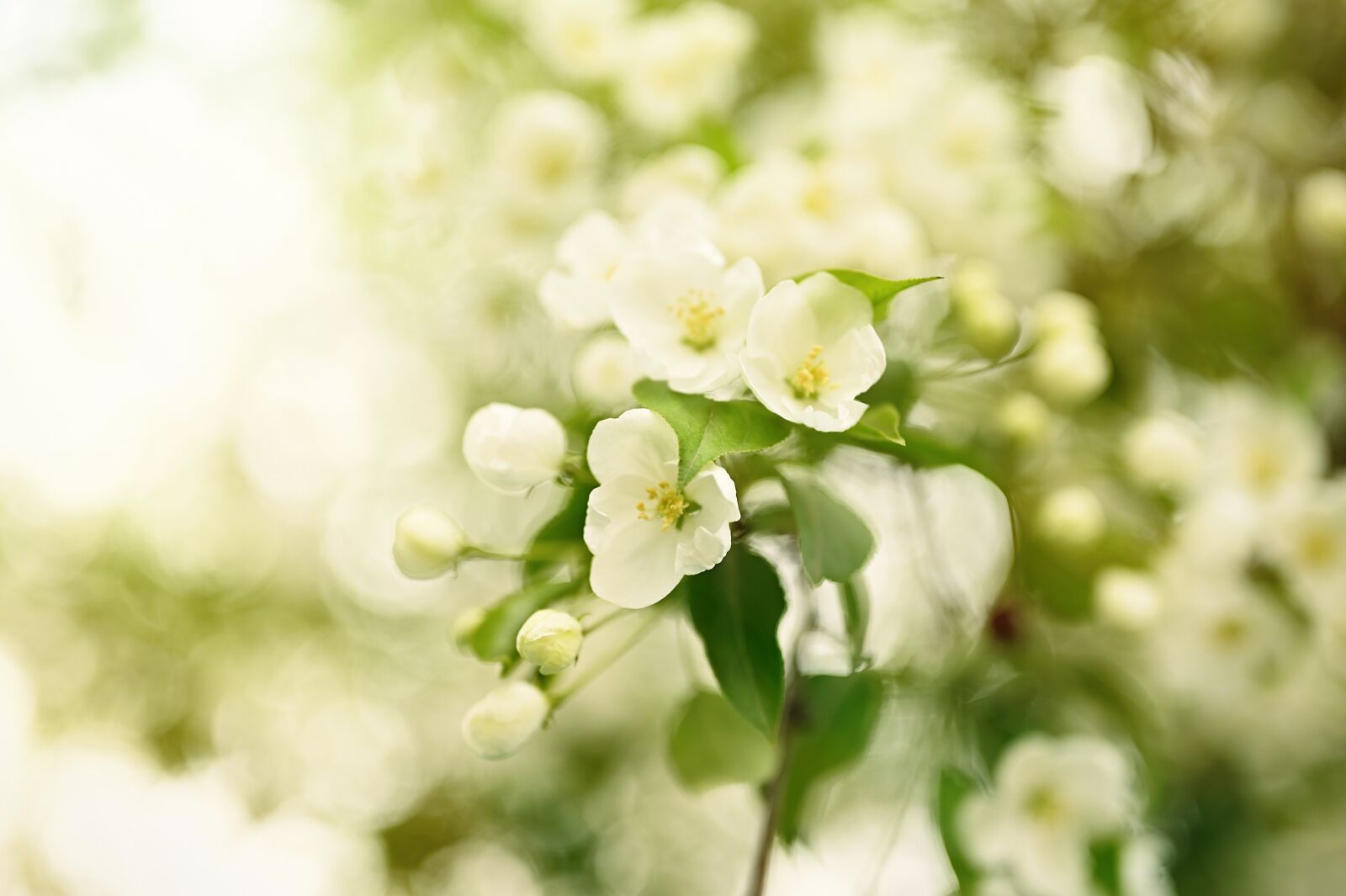 Nikon Z6 sample photo. Spring, bloom, apple tree photography