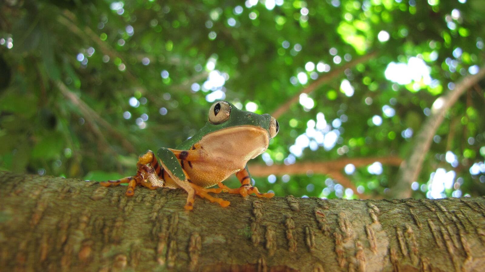 Canon PowerShot SX10 IS sample photo. Amphibian, frog, tree photography