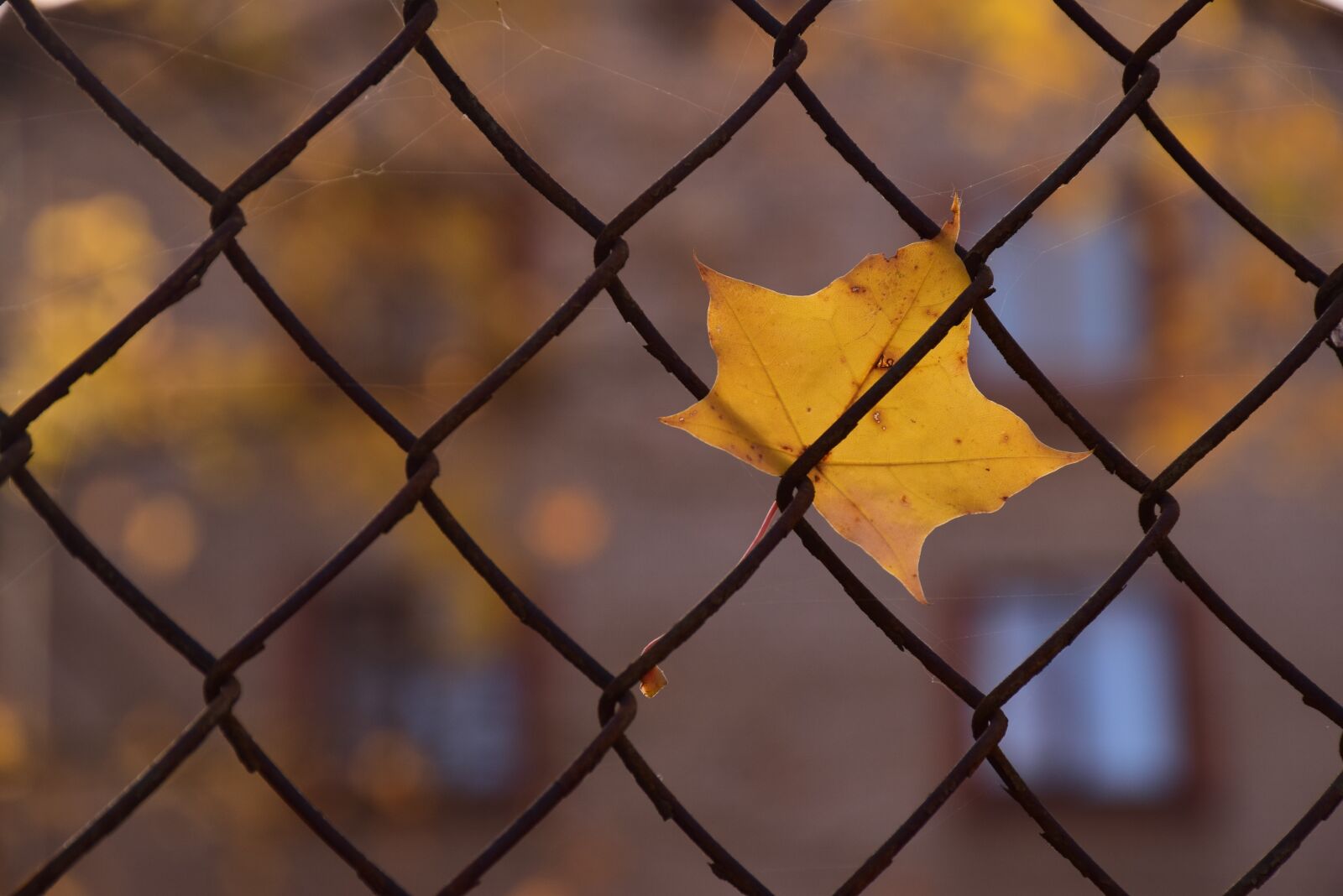 Nikon D5300 sample photo. Leaf, autumn, nature photography