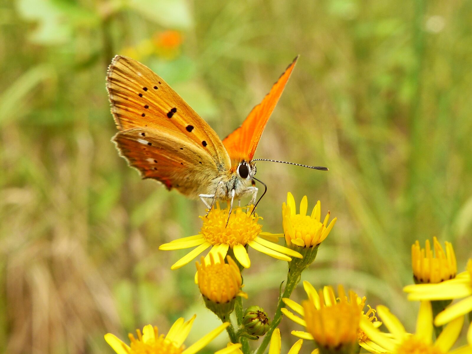 Panasonic Lumix DMC-FZ200 sample photo. Nature, butterfly day, insect photography