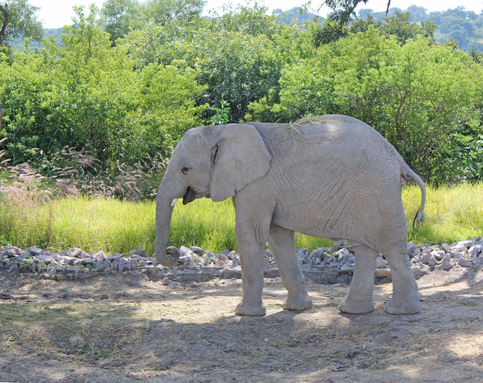 Canon EOS 600D (Rebel EOS T3i / EOS Kiss X5) sample photo. Elephant, nature, safari photography