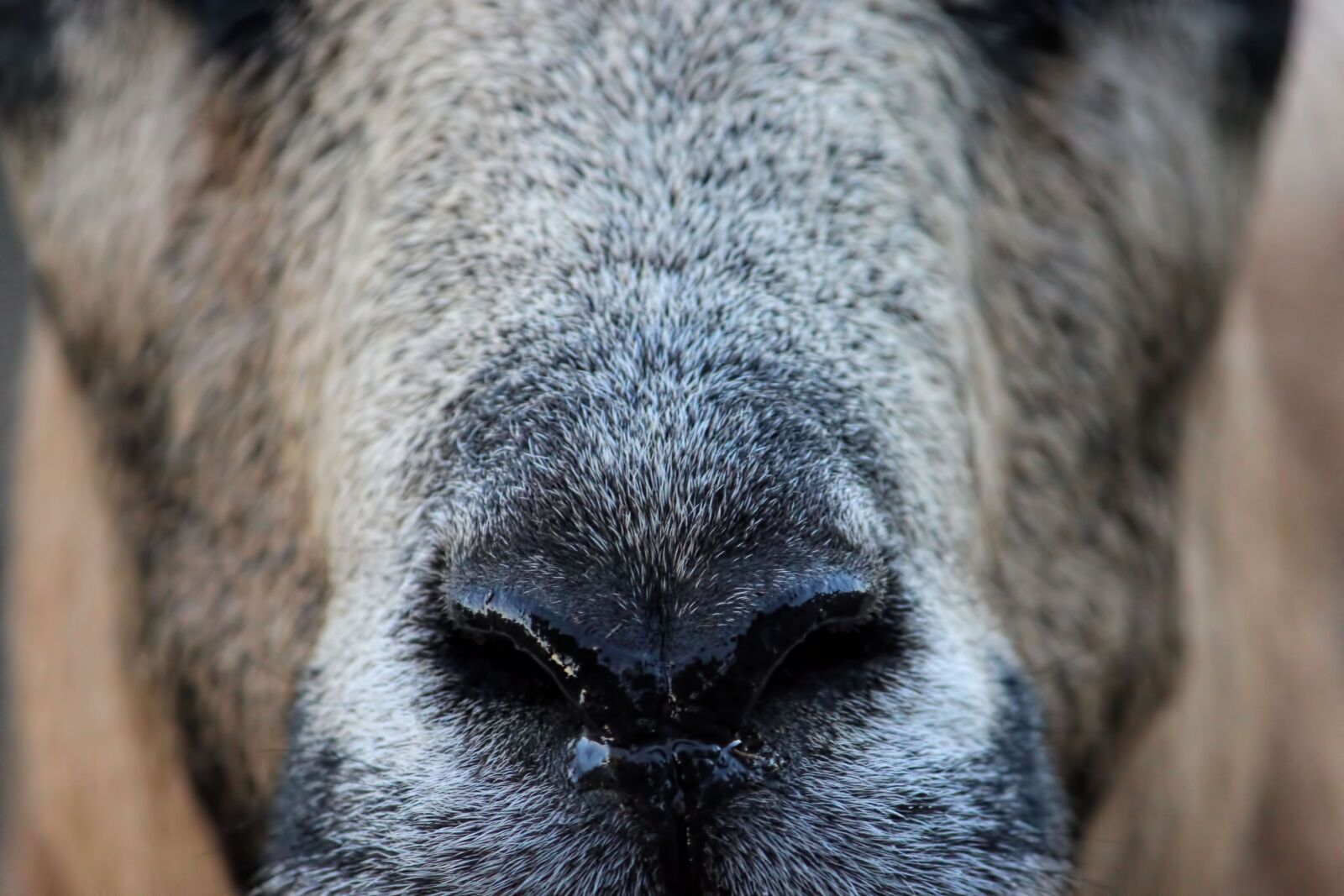 Canon EOS 600D (Rebel EOS T3i / EOS Kiss X5) sample photo. Nose, animal, sheep photography